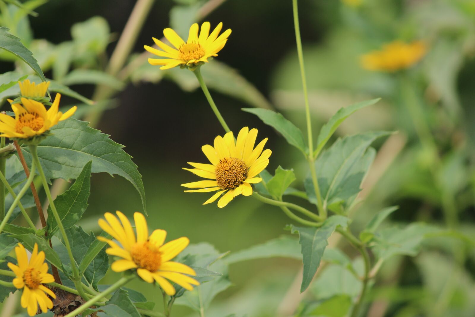 Canon EOS 1200D (EOS Rebel T5 / EOS Kiss X70 / EOS Hi) sample photo. The olympic park, sunflower photography