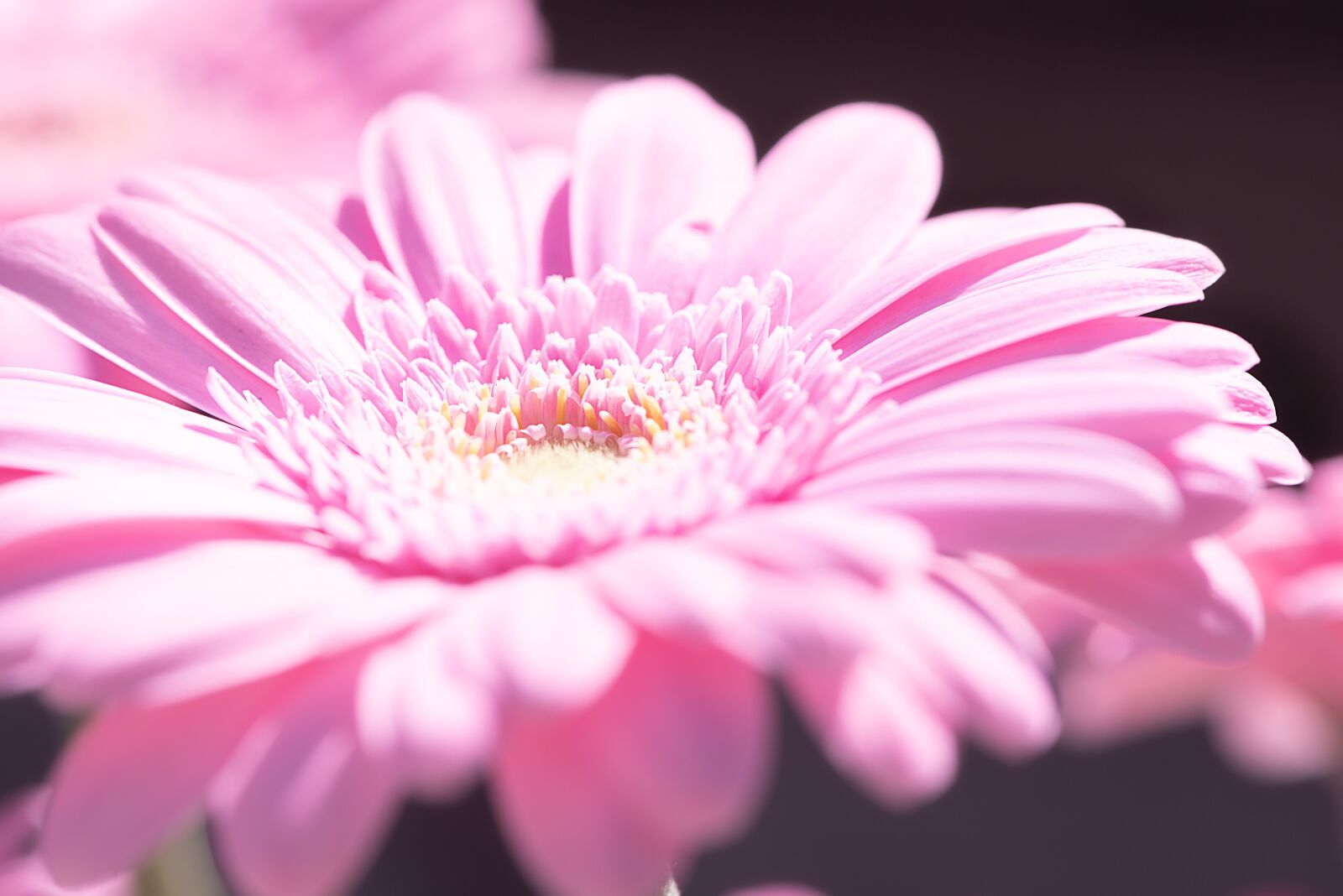 Nikon D750 sample photo. Marguerite, pink, pink daisy photography