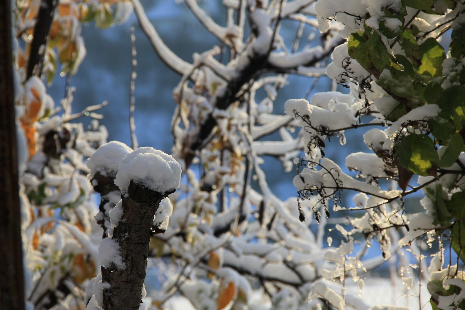 Canon EOS 550D (EOS Rebel T2i / EOS Kiss X4) sample photo. Winter, frost sunlight, nature photography