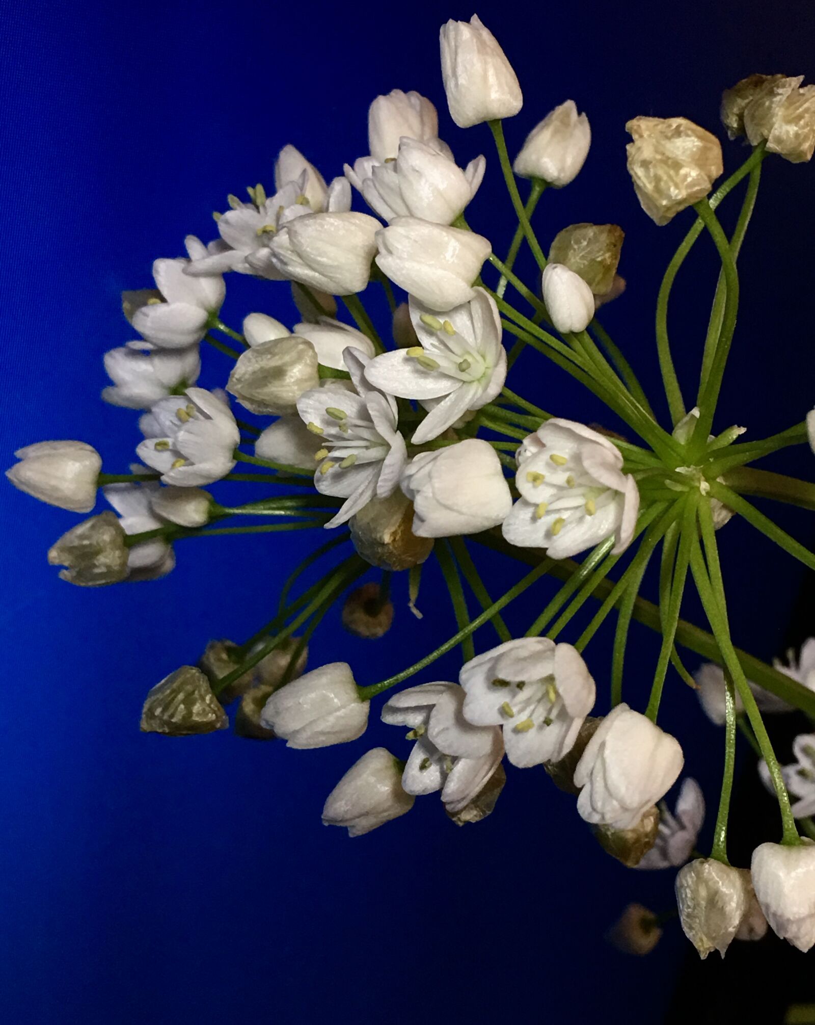 iPhone 6s Plus back camera 4.15mm f/2.2 sample photo. Small flowers, white, flowers photography