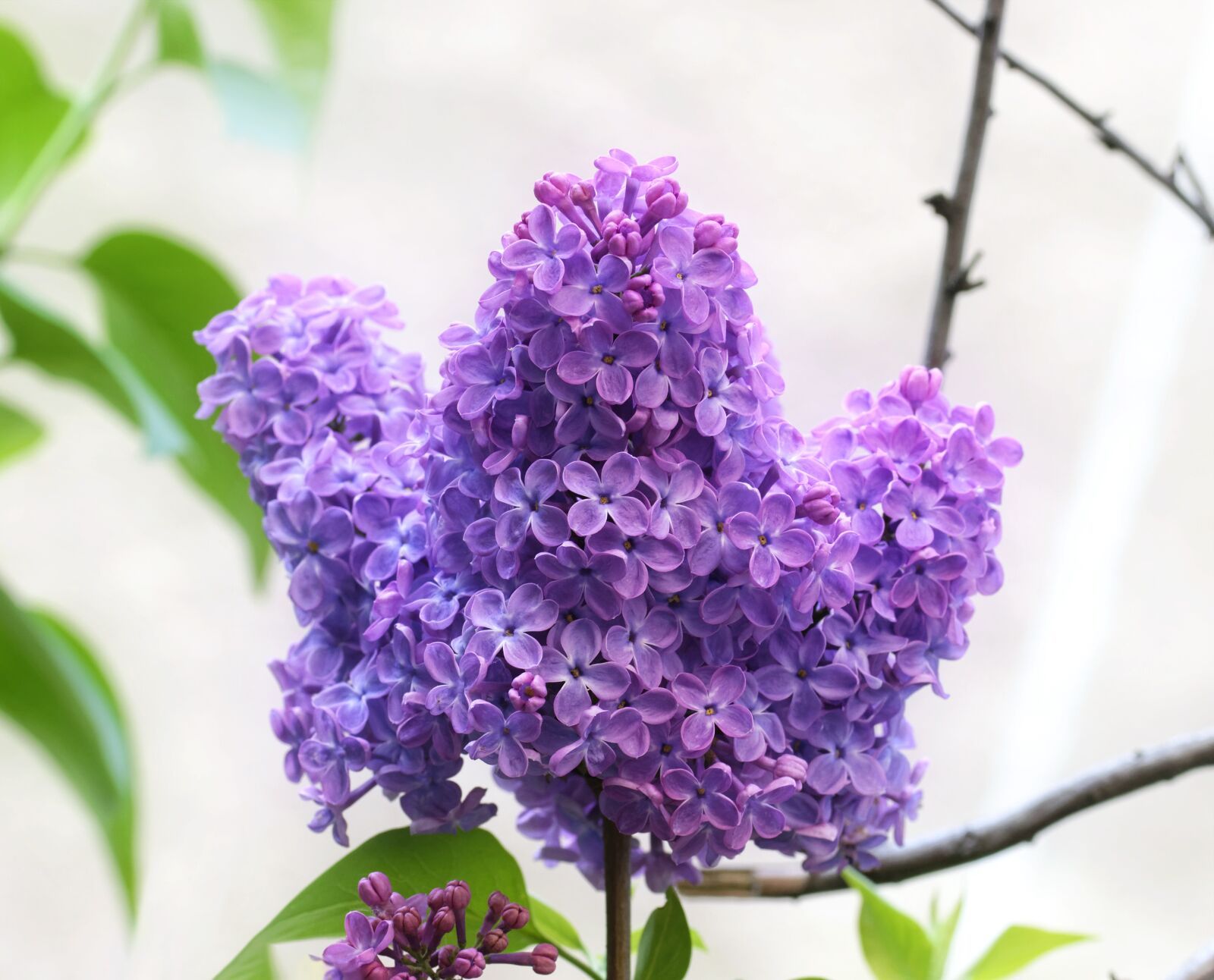 Nikon D5300 sample photo. Flowers, lilac, inflorescence photography