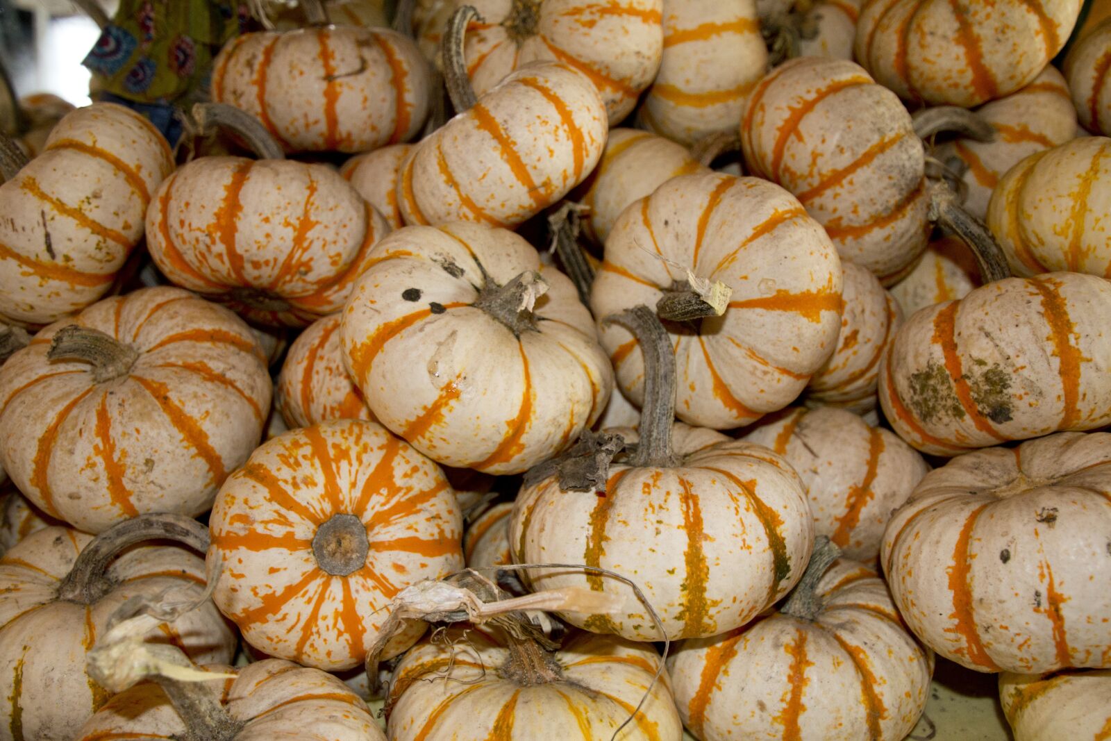 Canon EOS 70D sample photo. Pumpkin, autumn, seasonal photography