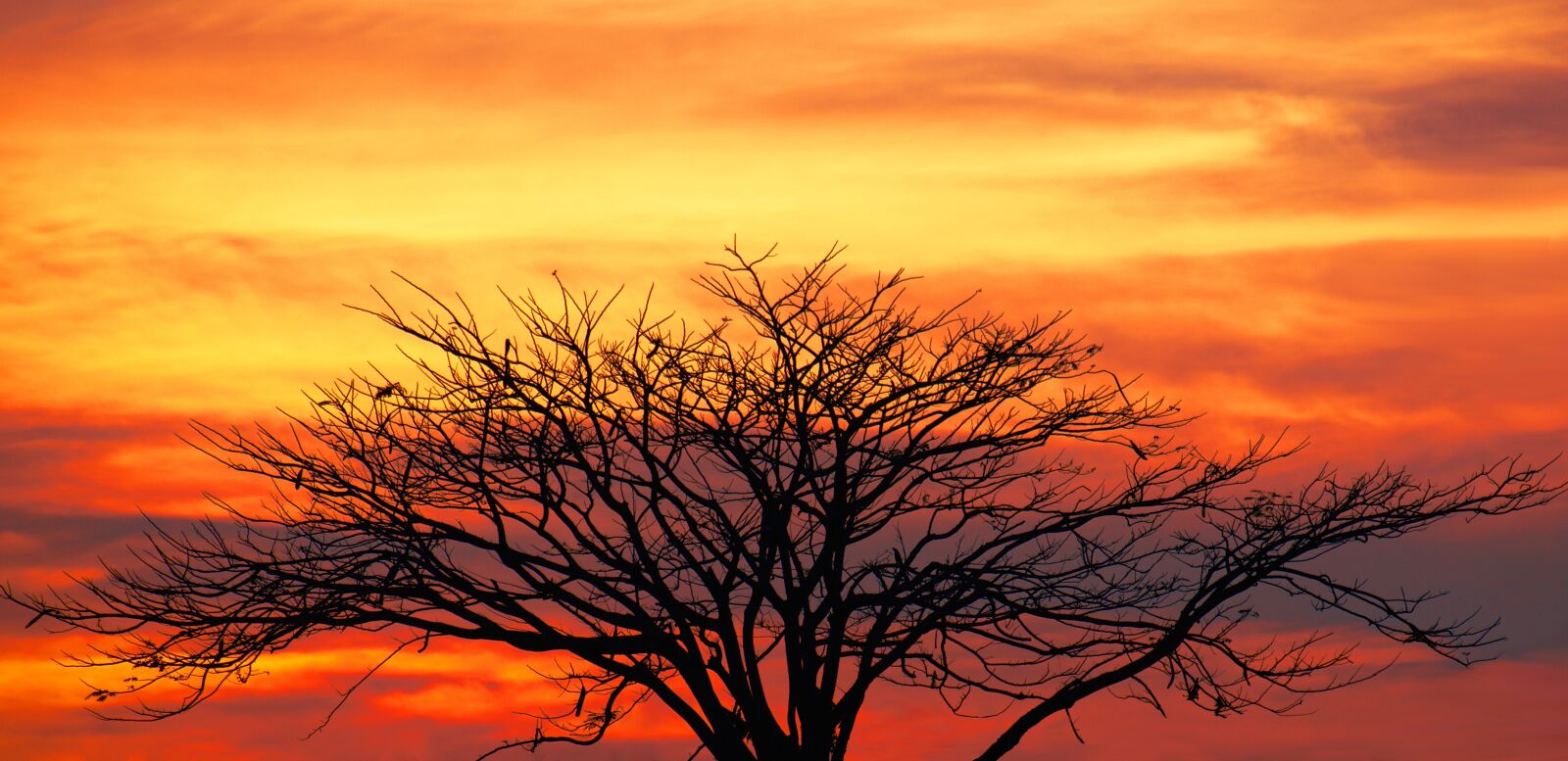 Nikon D7200 sample photo. Nature, sunset, tree photography