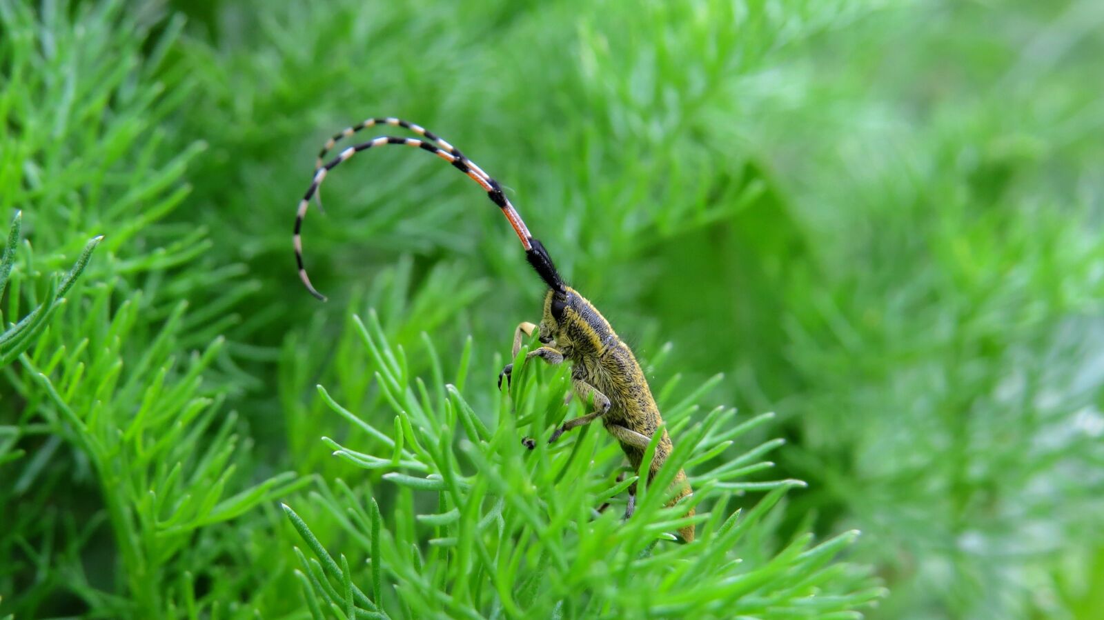 Canon PowerShot SX50 HS sample photo. Cincér, insect, beetle photography