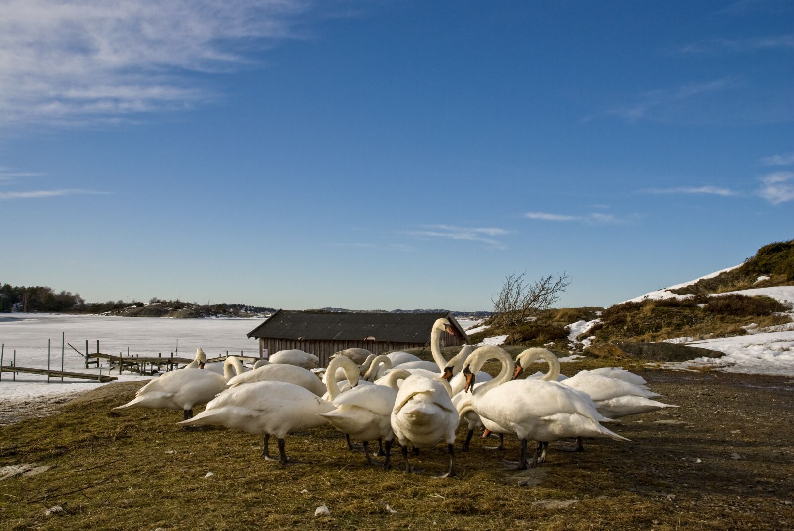 Nikon D80 sample photo. Swans, kungälv, water photography