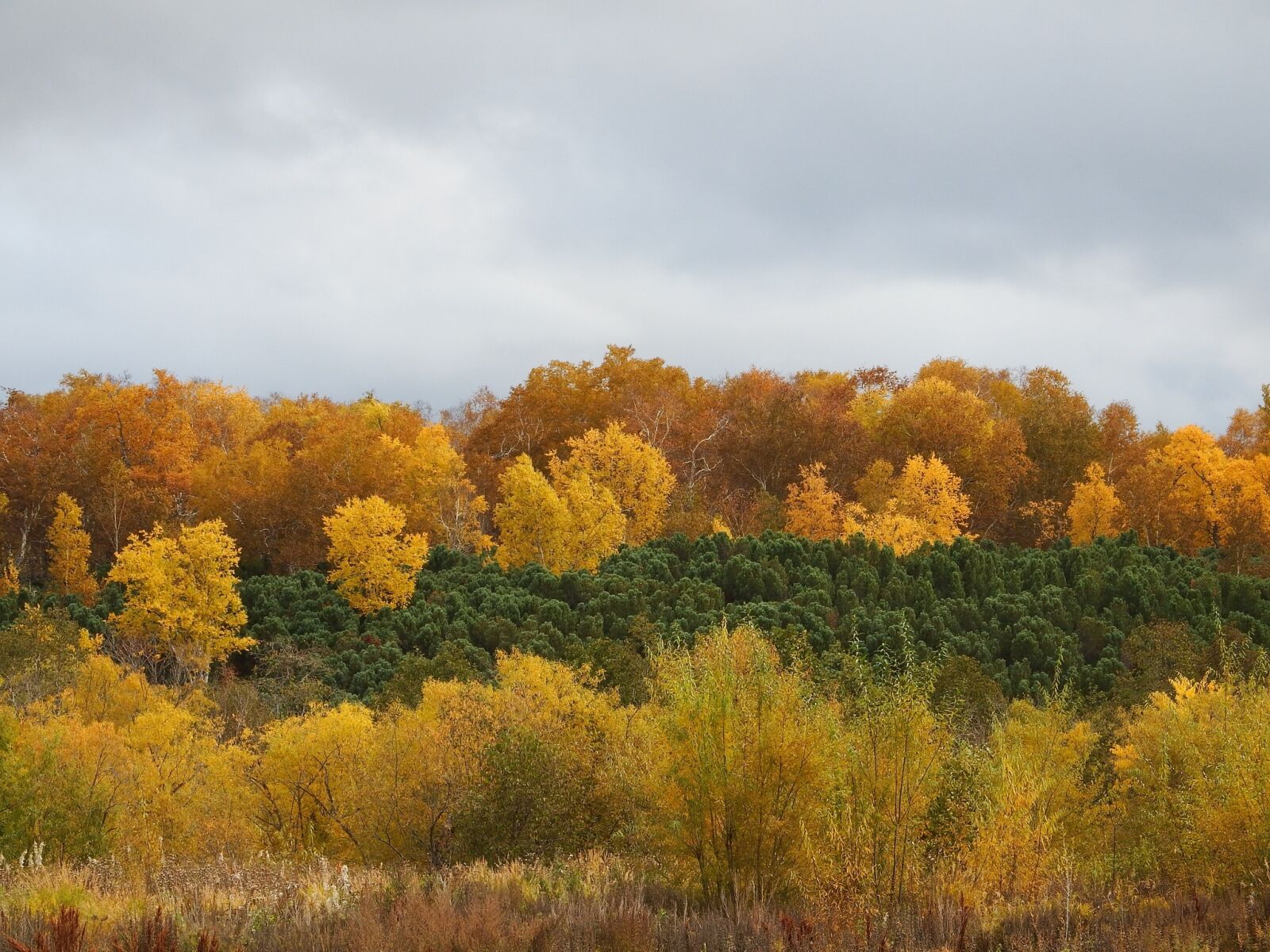 Fujifilm FinePix S1 sample photo. Autumn forest, mountains, fall photography