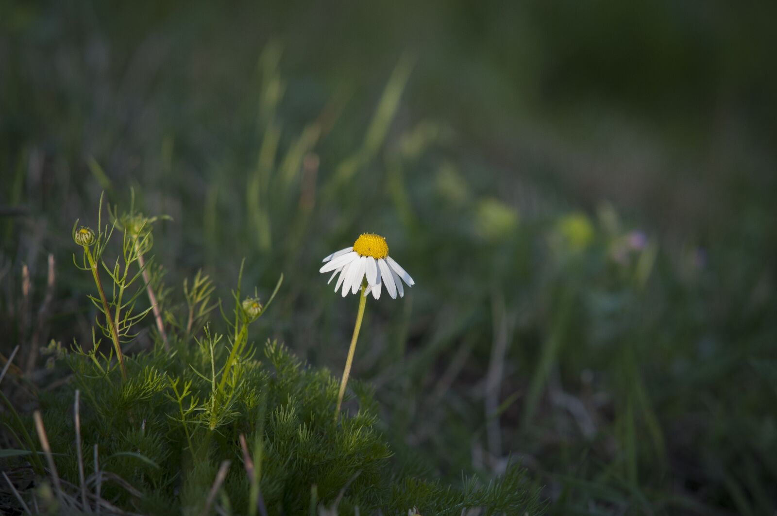 Nikon D300 sample photo. Chamomile, green, spring photography