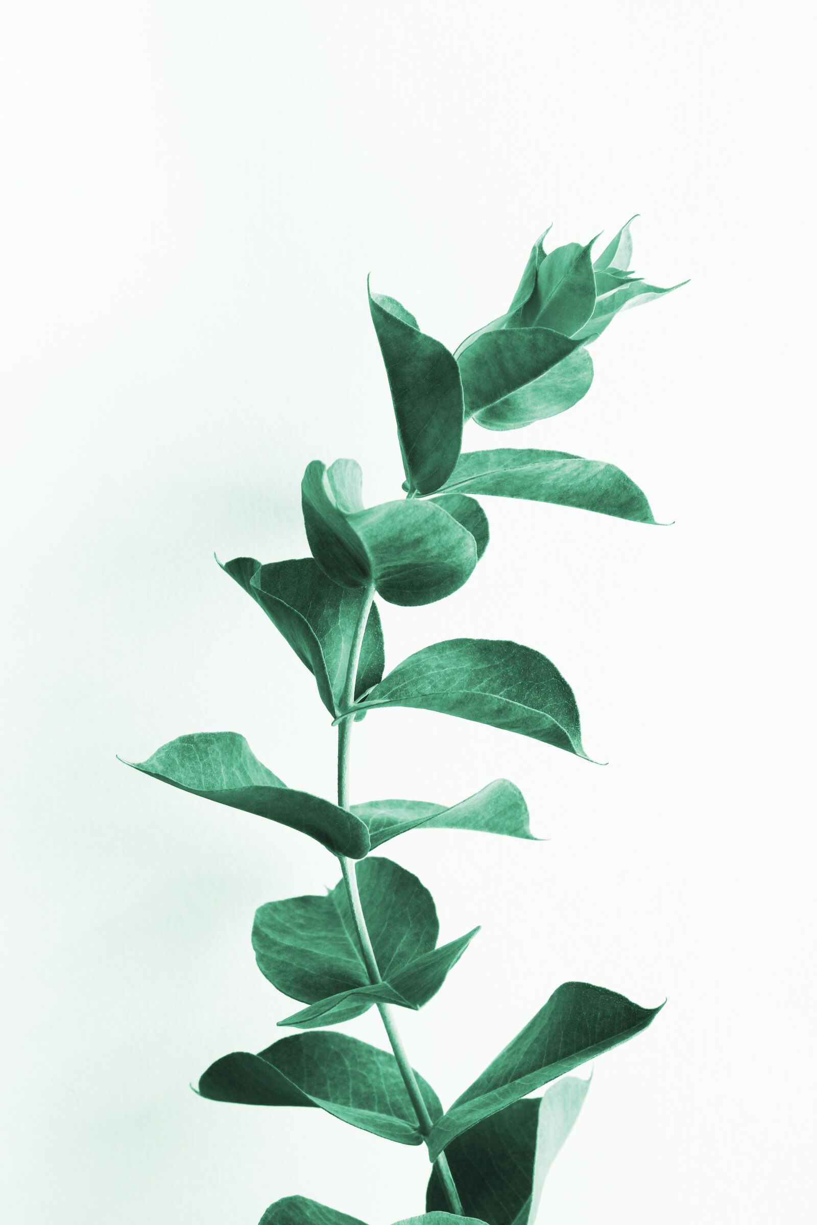 Canon EOS 700D (EOS Rebel T5i / EOS Kiss X7i) sample photo. Eucalyptus, leaves, leaf photography
