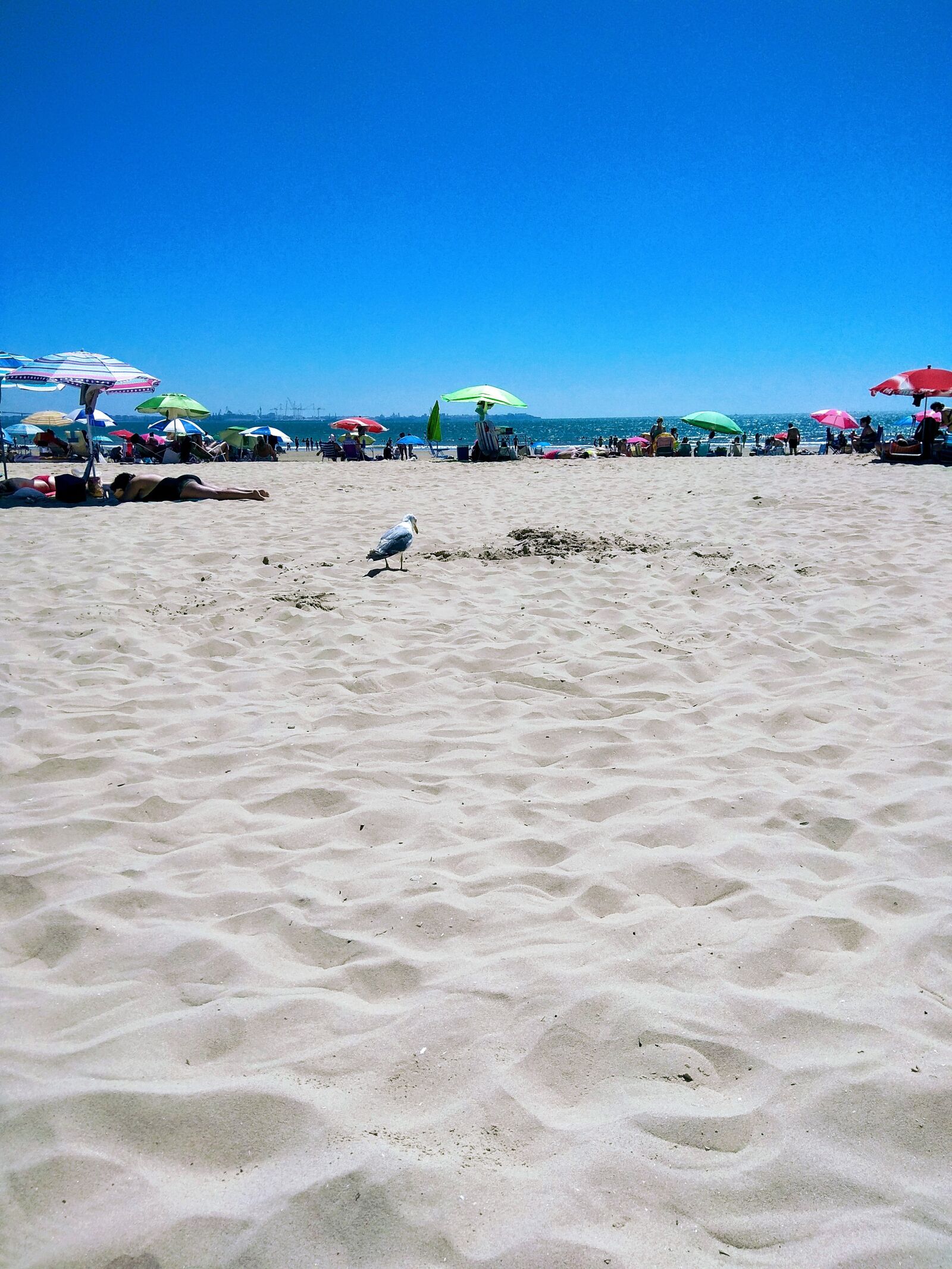 Xiaomi Redmi Note 4 sample photo. Beach, seagull, ave photography