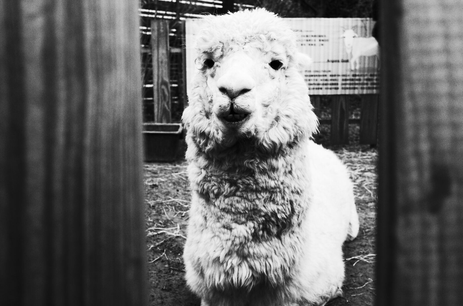 Ricoh GR + GR Lens sample photo. Alpaca, black, and, white photography