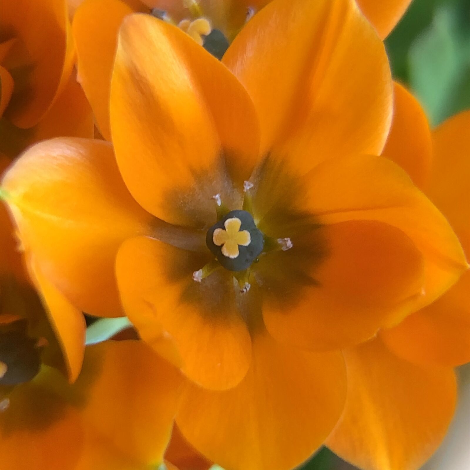 Apple iPhone 8 sample photo. Flower, orange, star photography