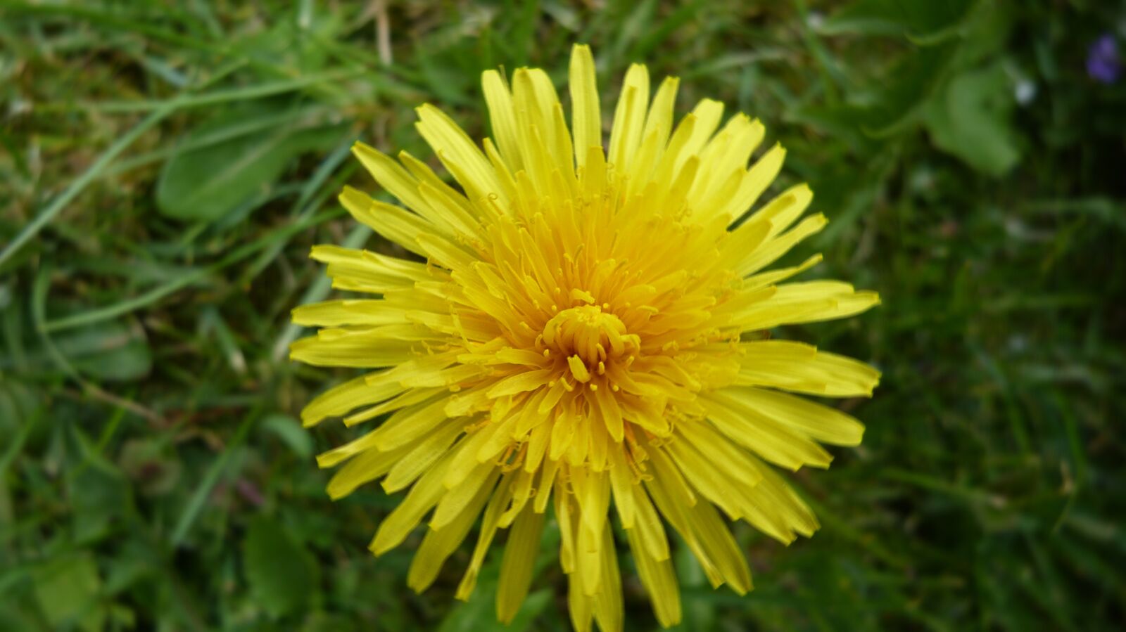 Panasonic Lumix DMC-FZ150 sample photo. Dandelion, yellow flower, pointed photography