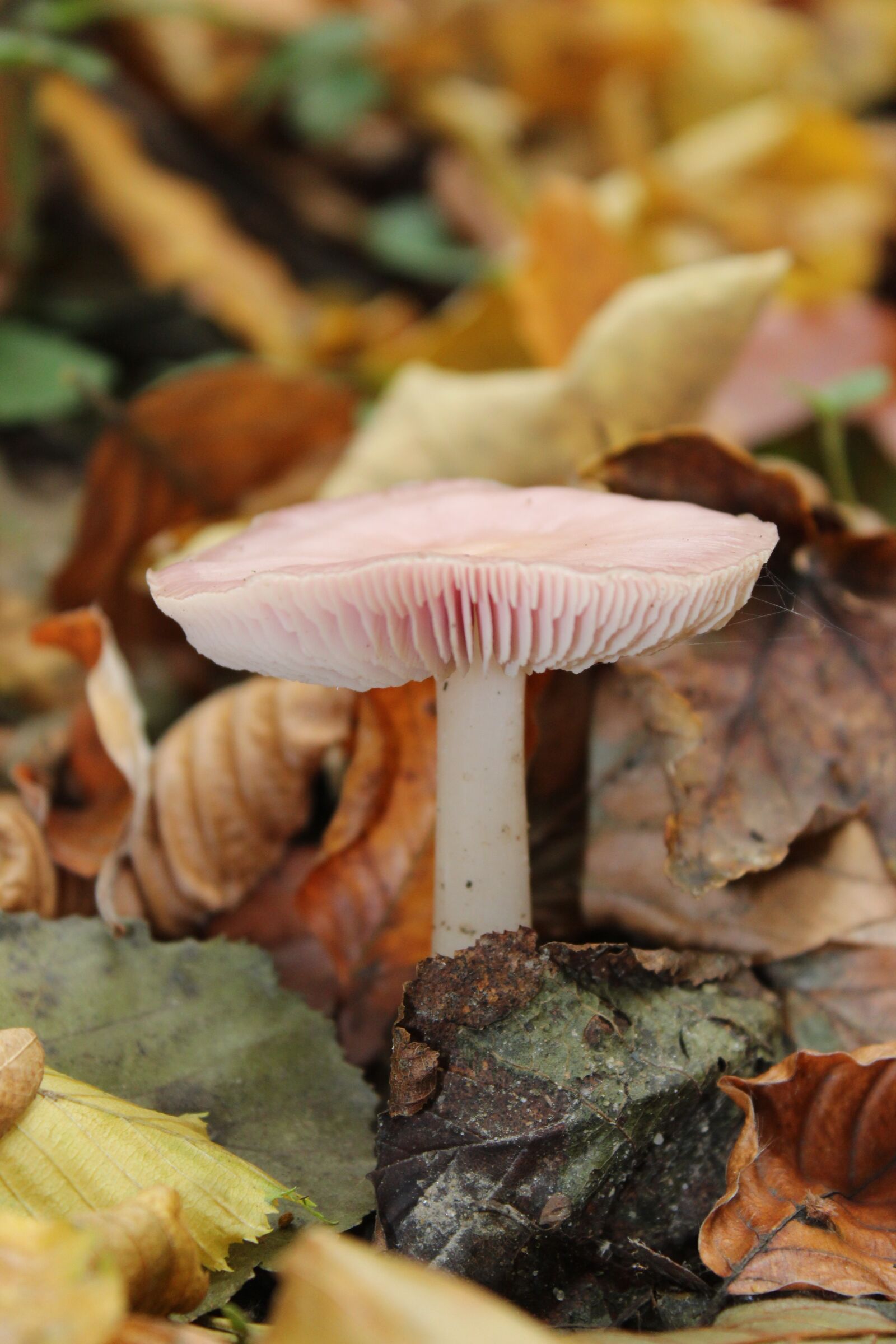 Canon EOS 1300D (EOS Rebel T6 / EOS Kiss X80) sample photo. Mushroom, autumn, leaves photography