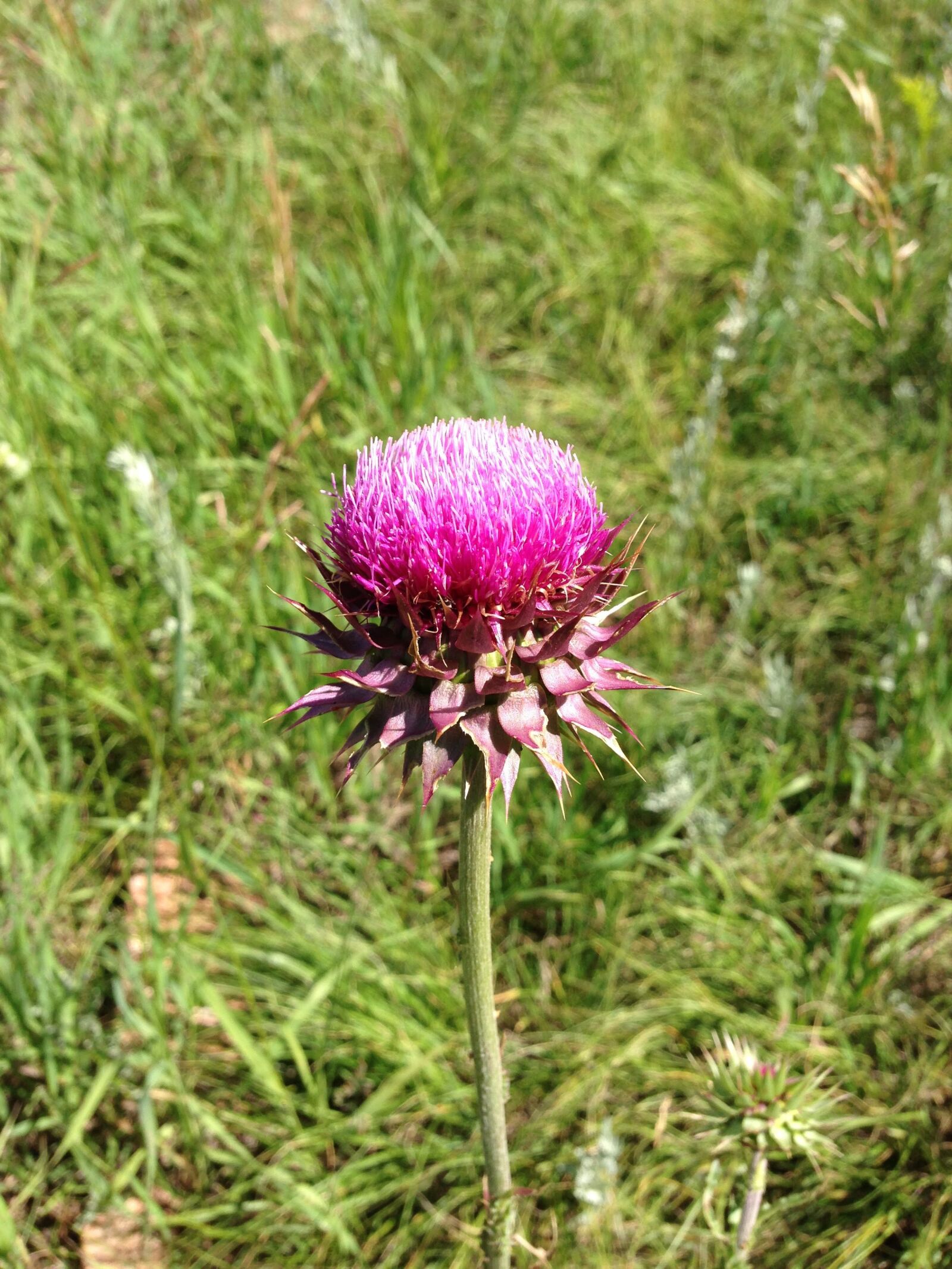 iPhone 5 back camera 4.12mm f/2.4 sample photo. Flower, thistle, bloom photography