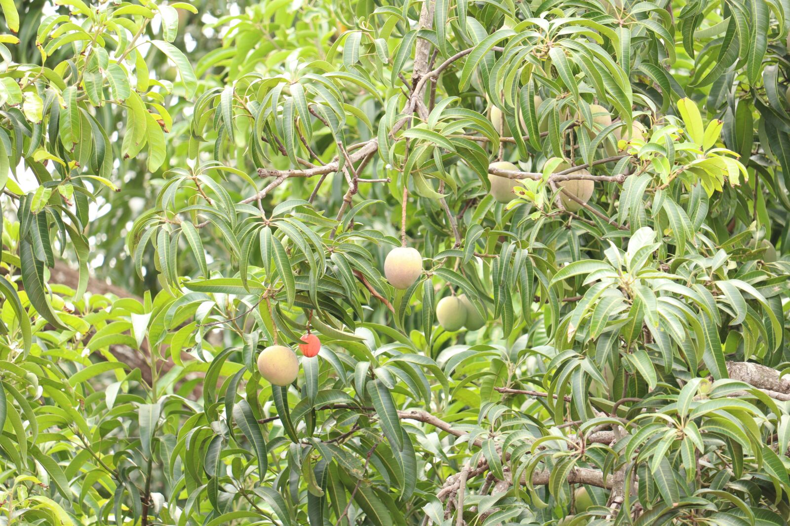 Canon EOS 250D (EOS Rebel SL3 / EOS Kiss X10 / EOS 200D II) sample photo. Mango, fruit, nature photography