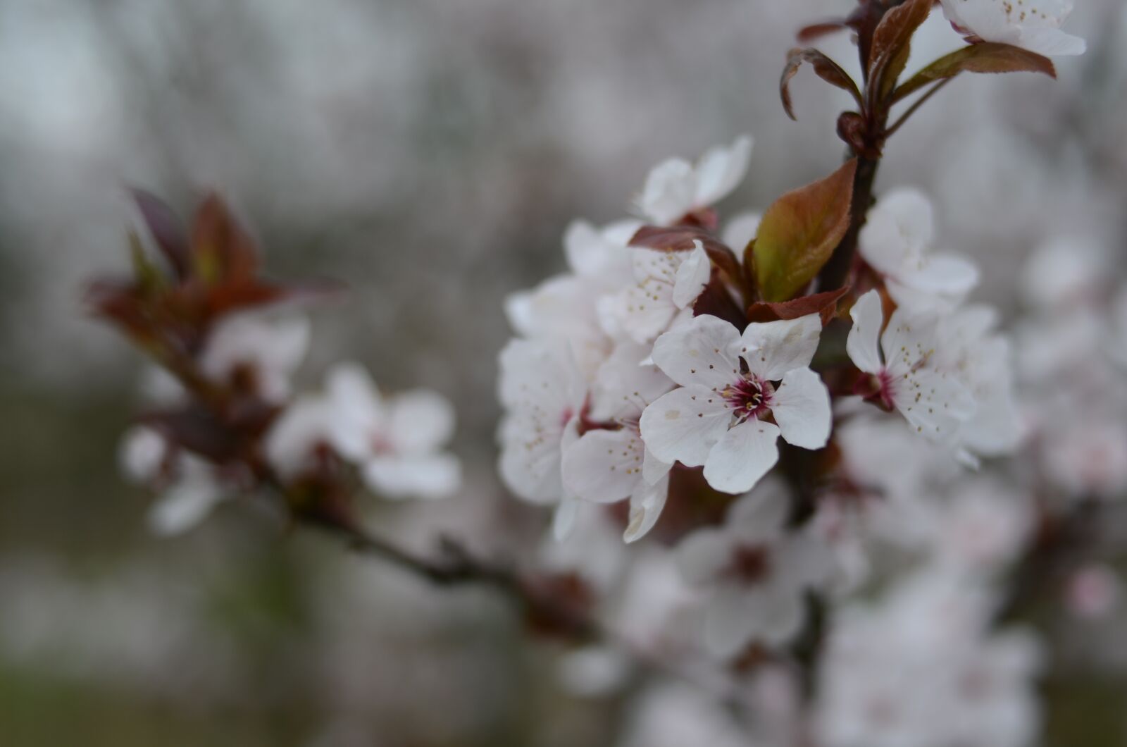 Nikon D5100 sample photo. Whites, dreamy, cherry photography