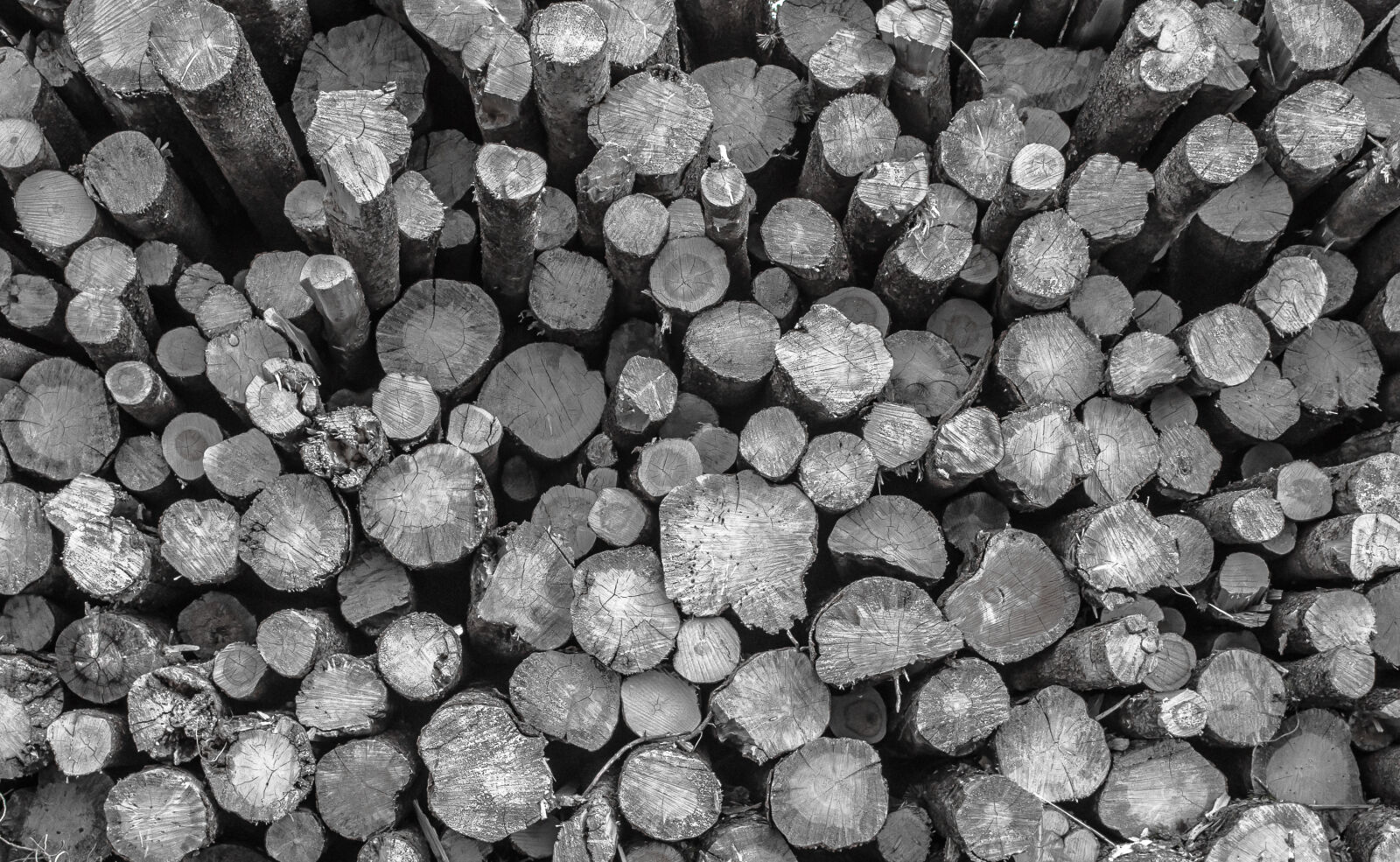 Nikon D5000 sample photo. Black, and, white, logs photography
