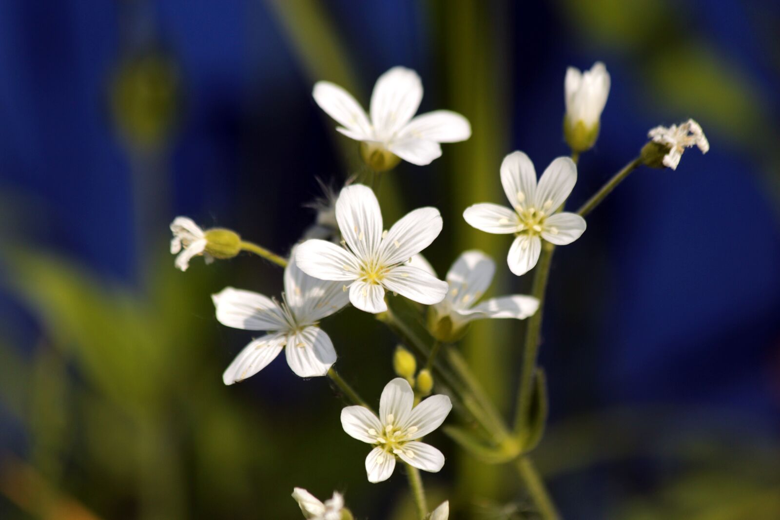 Canon EOS 650D (EOS Rebel T4i / EOS Kiss X6i) sample photo. Flowers, grass, bloom photography