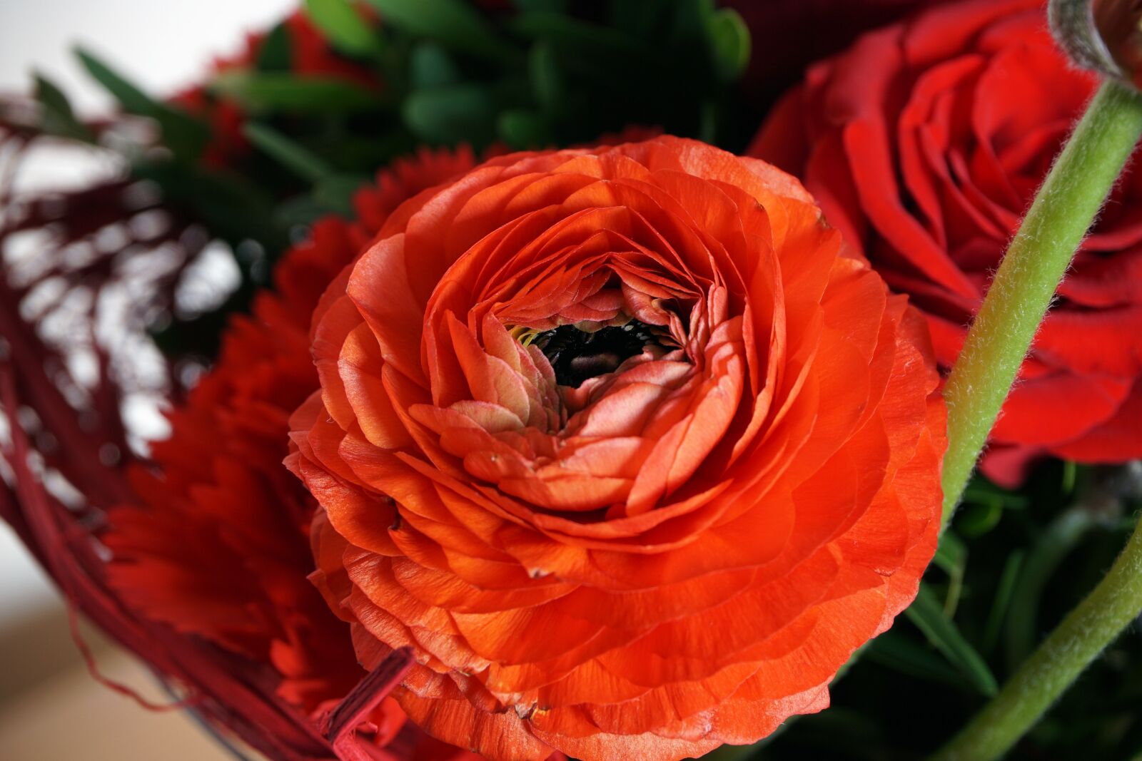 Sony a6000 sample photo. Flower, blossom, bloom photography