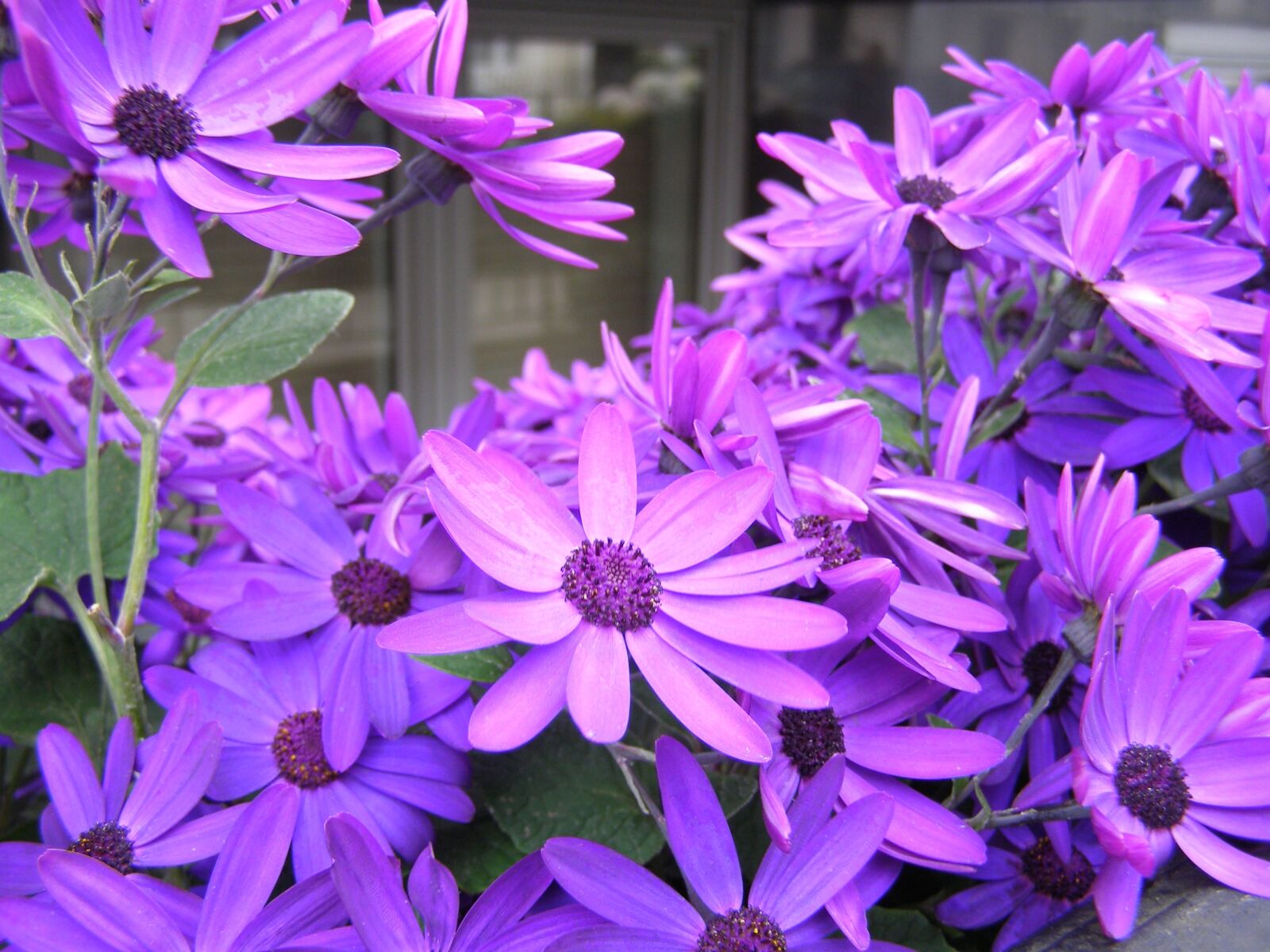 Olympus SP500UZ sample photo. Flowers, purple, purple flowers photography