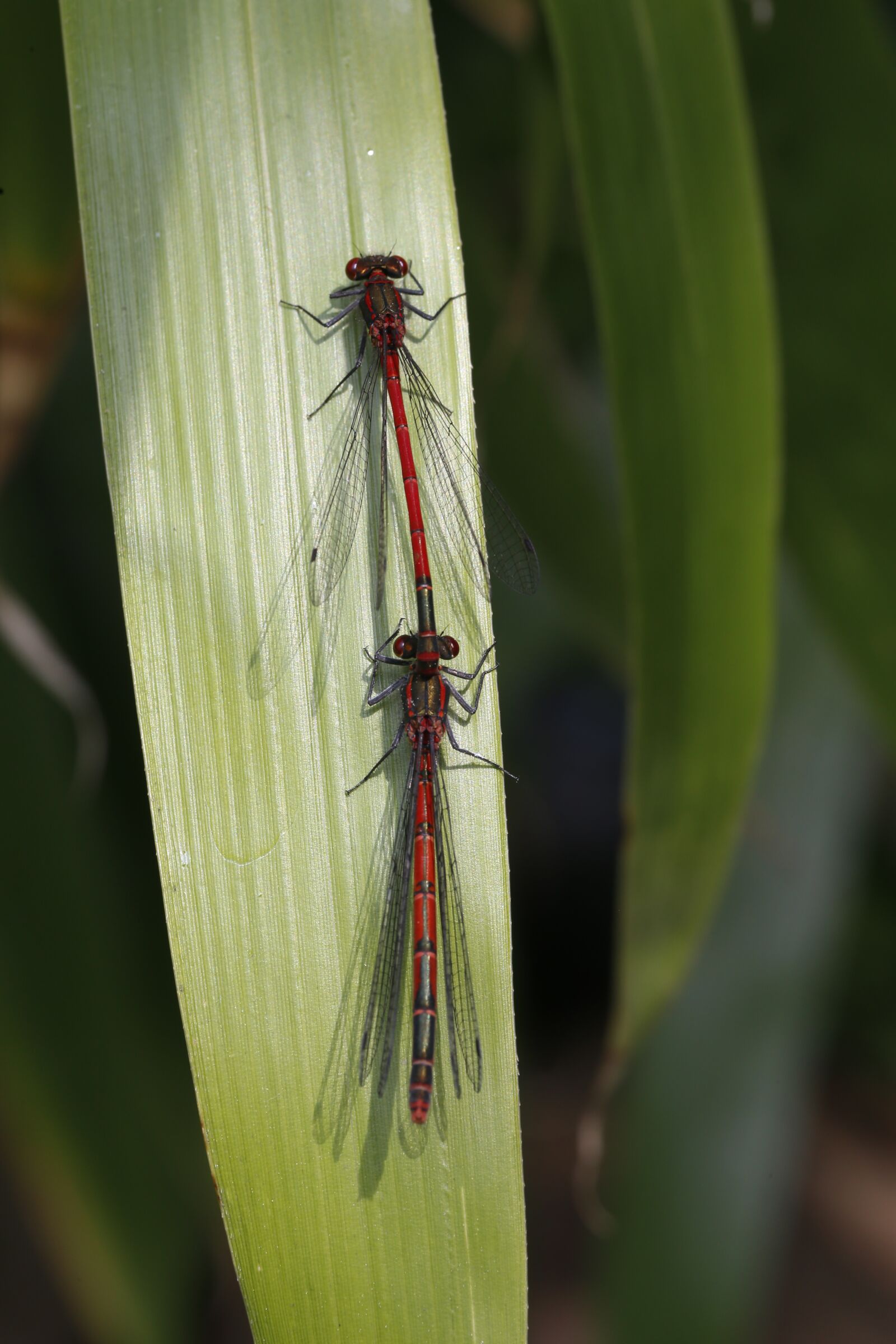 Canon EF 100mm F2.8L Macro IS USM sample photo. Dragonfly, animal, insect photography