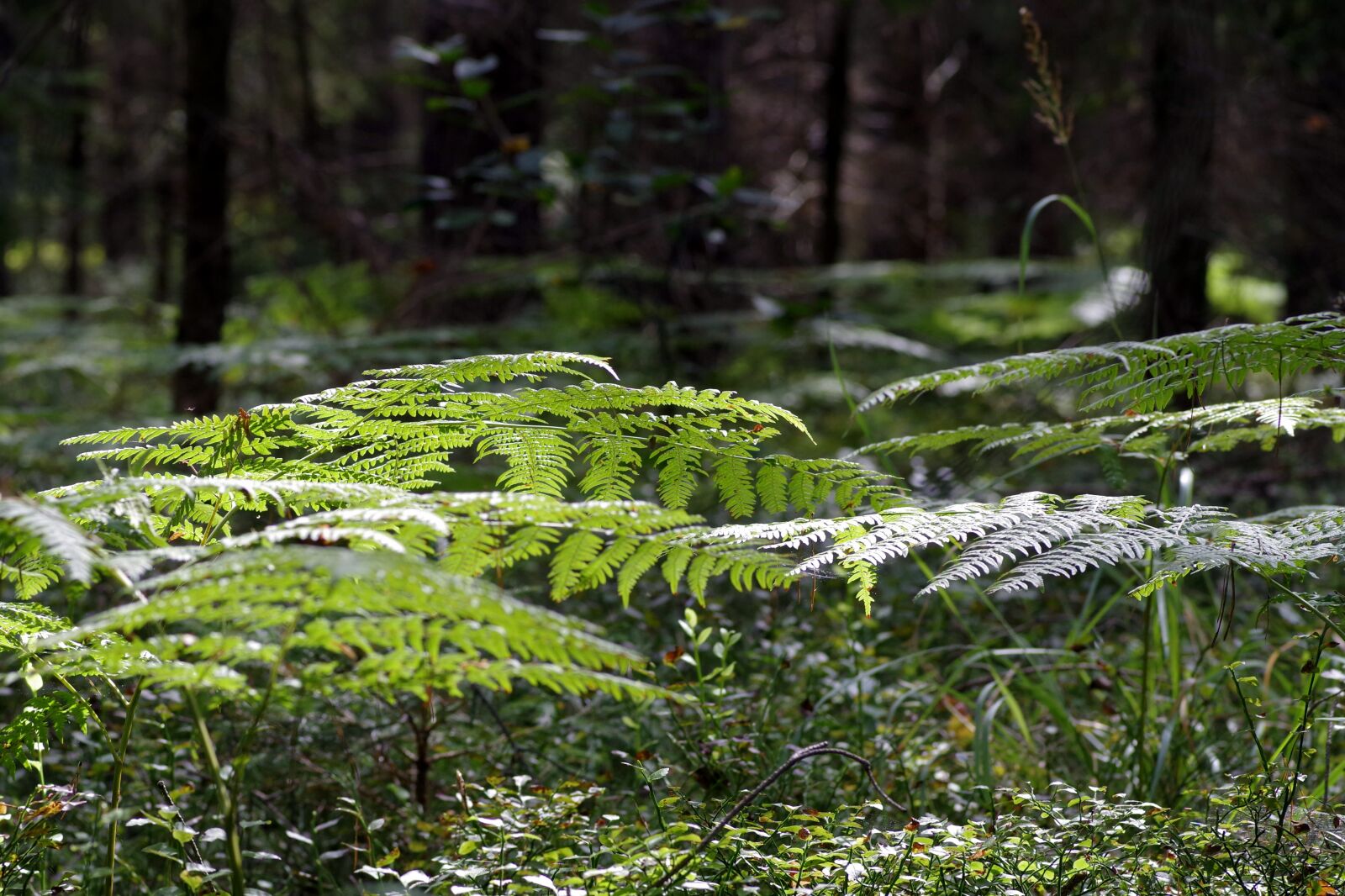 Pentax K-S2 sample photo. Fern, foliage, tree photography