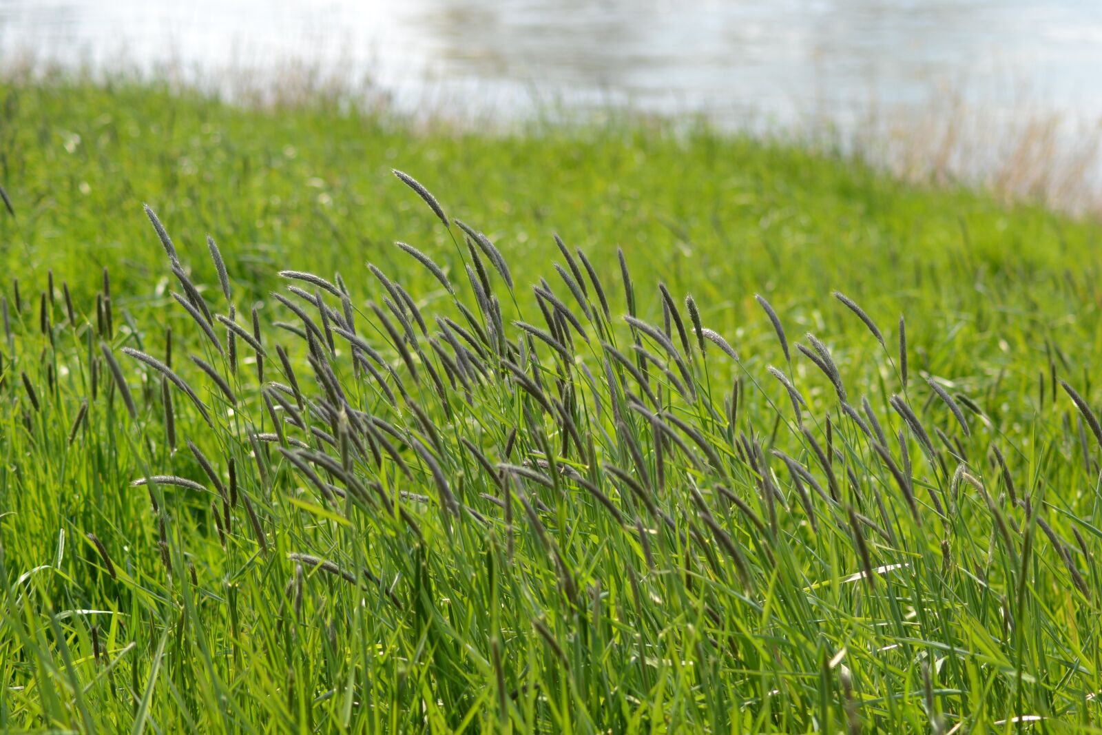 Nikon D3100 sample photo. Spring, grasses, riverside photography