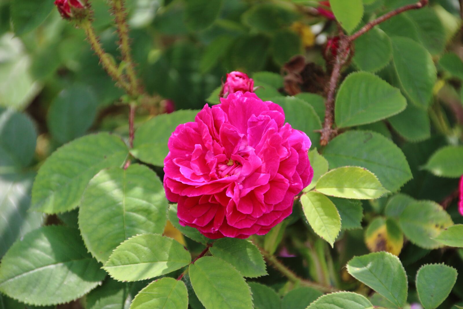 Canon EOS 650D (EOS Rebel T4i / EOS Kiss X6i) sample photo. Pink, rosary, fushia photography