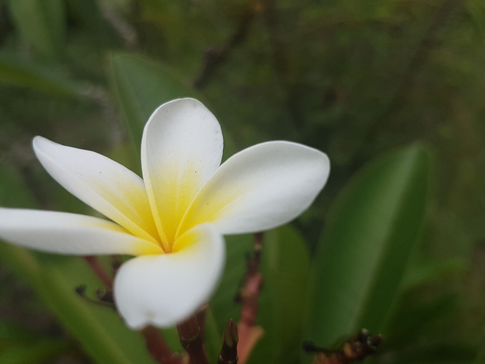 Samsung Galaxy S7 sample photo. Flower, frangipani, garden, garden photography