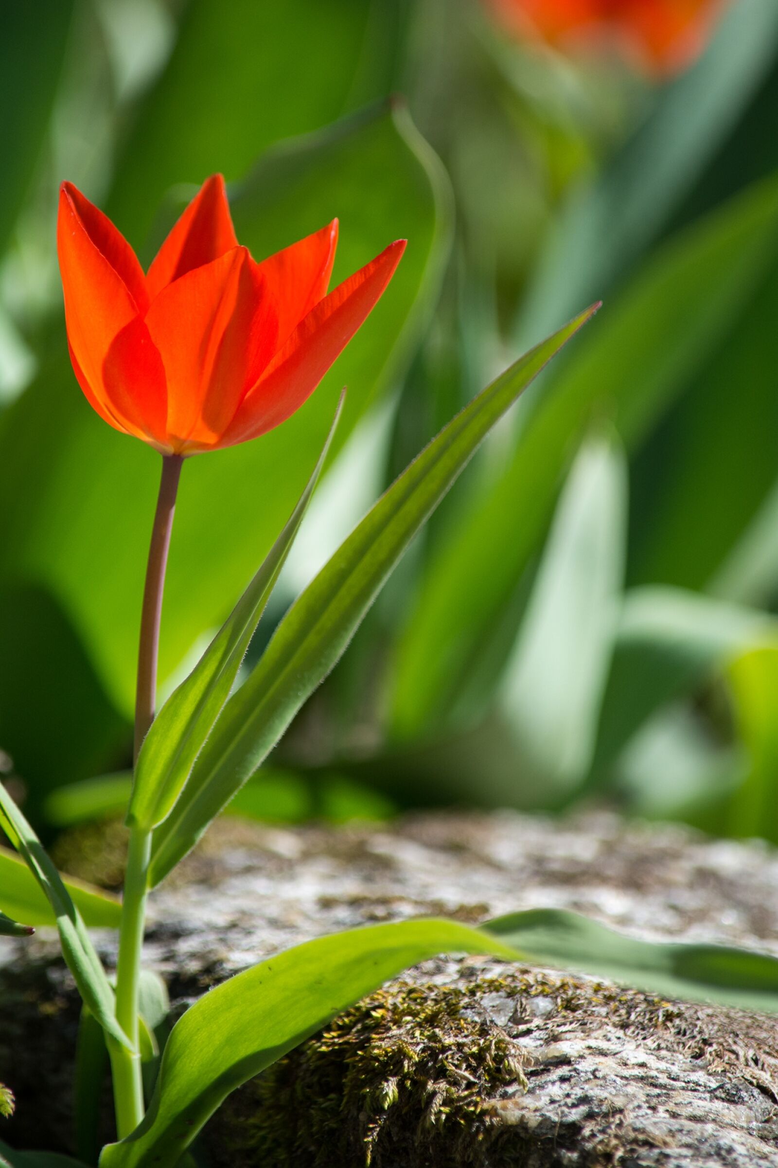 Nikon D7100 sample photo. Tulip, red, red tulip photography