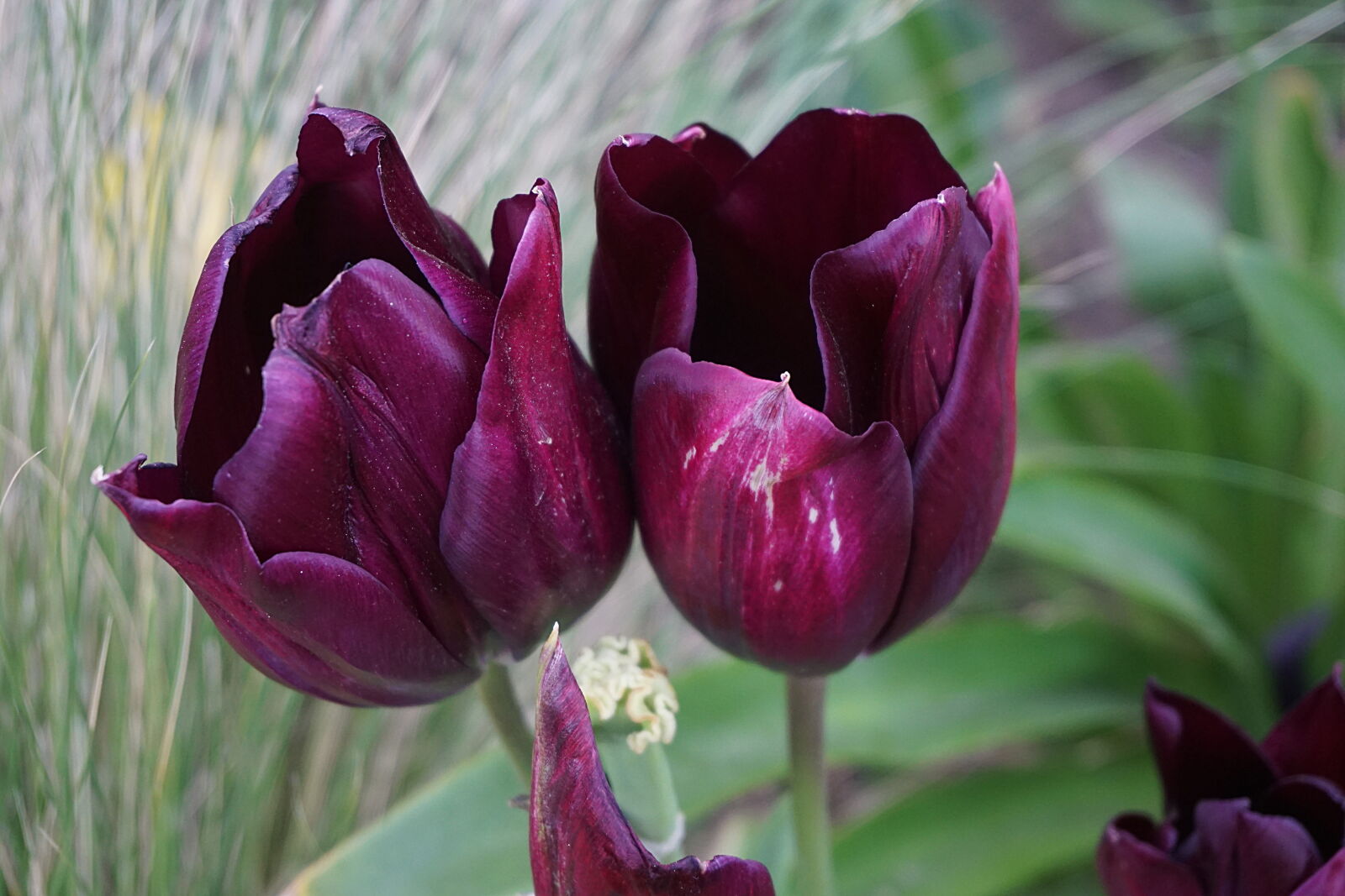 Sony a6000 sample photo. Botanique, fleurqs, floraison, flore photography