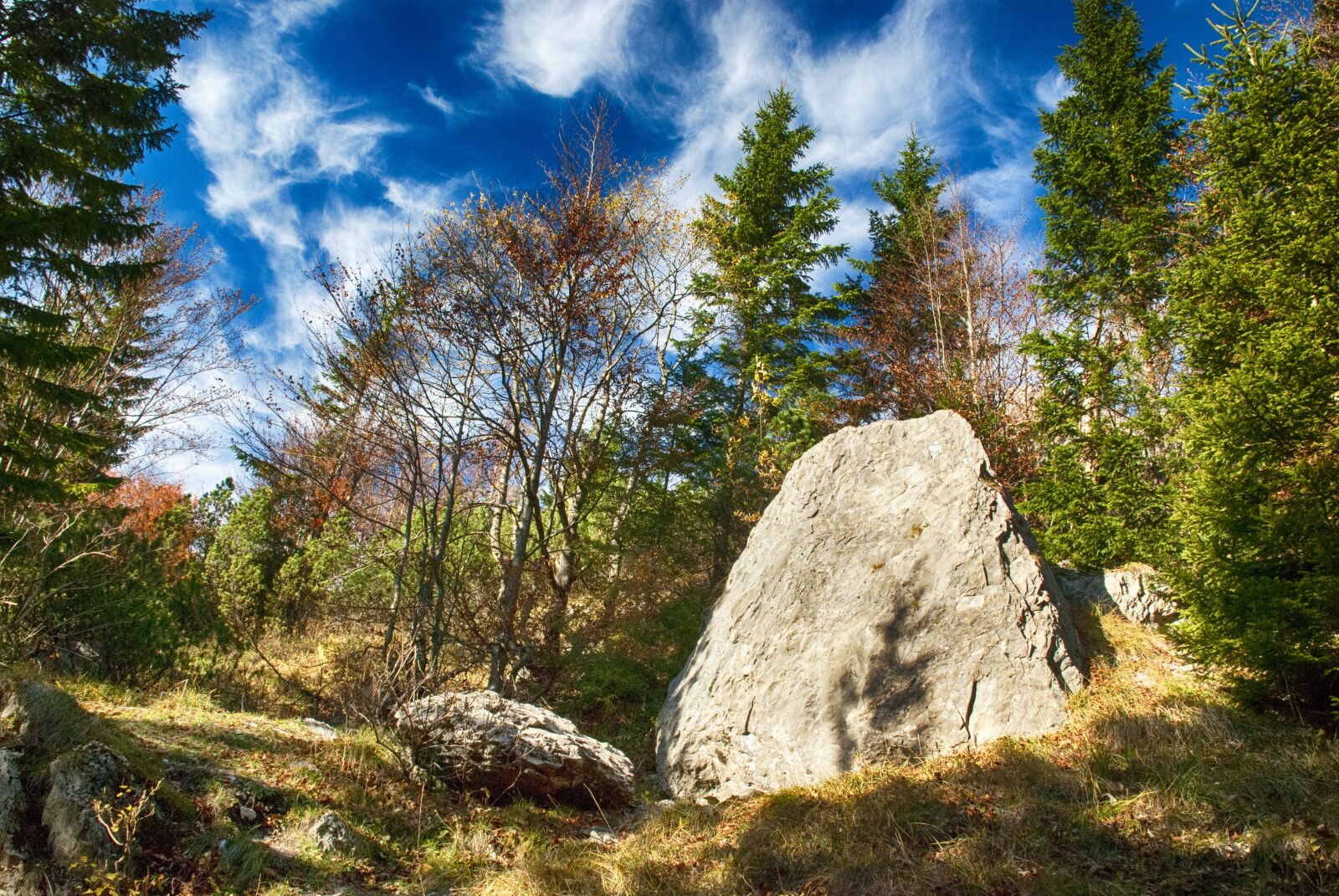 Nikon D80 sample photo. Autumn, nature, forest photography
