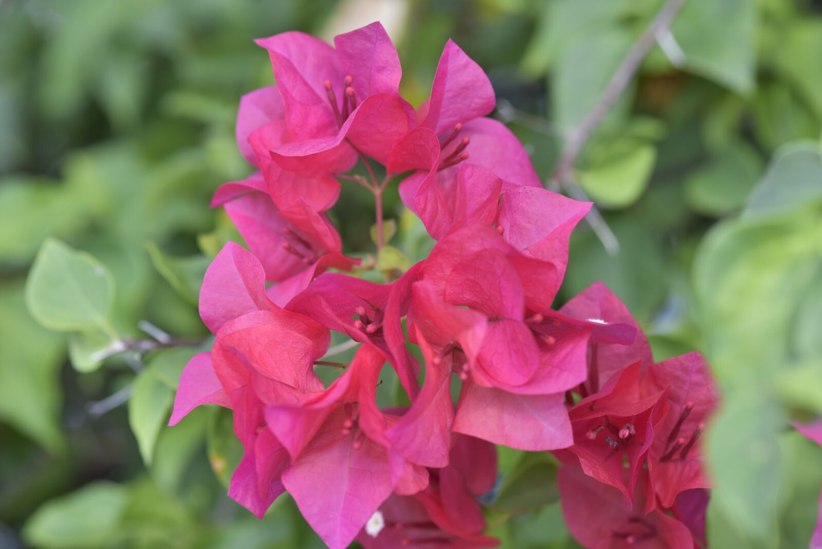 Nikon D810 sample photo. Flower, asia, pretty photography