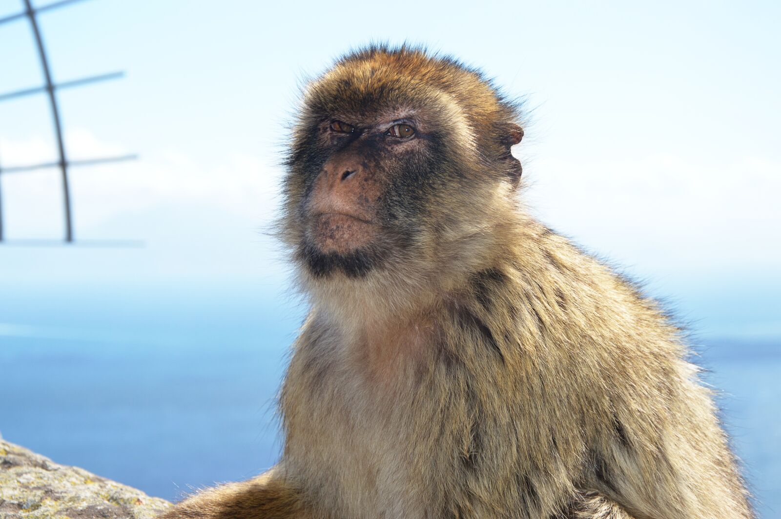 Nikon D3200 sample photo. Barbary ape, monkey rock photography