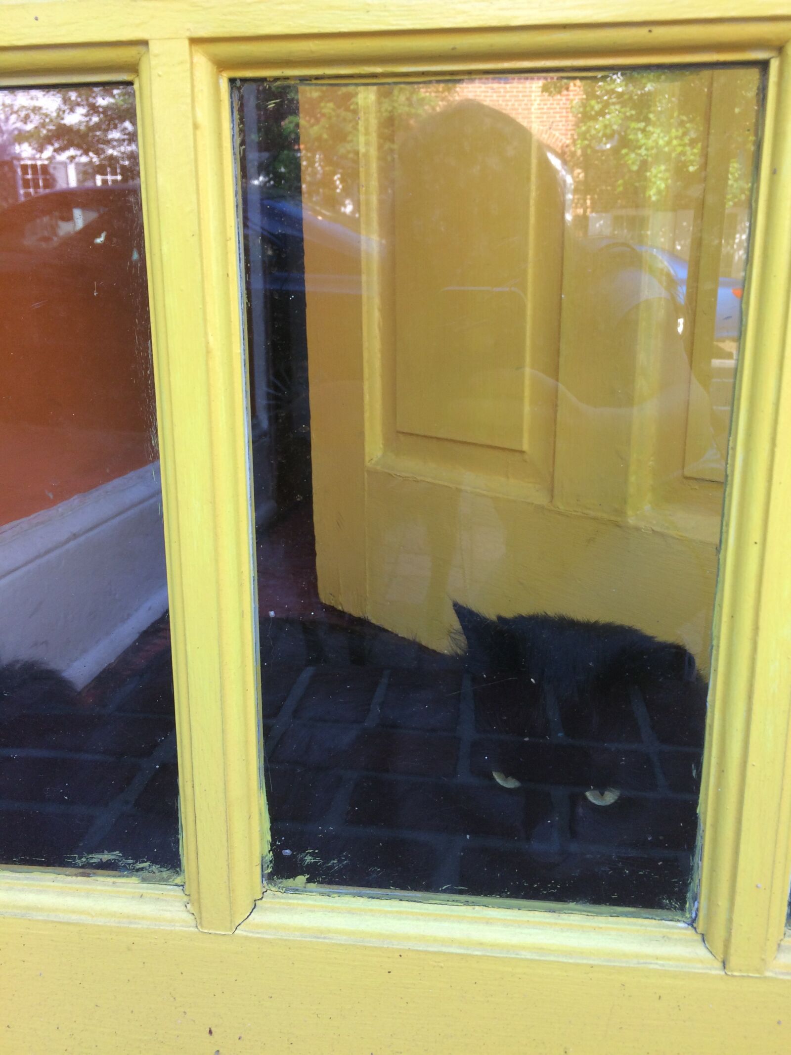 iPhone 5s back camera 4.15mm f/2.2 sample photo. Black, cat, yellow, yellow photography