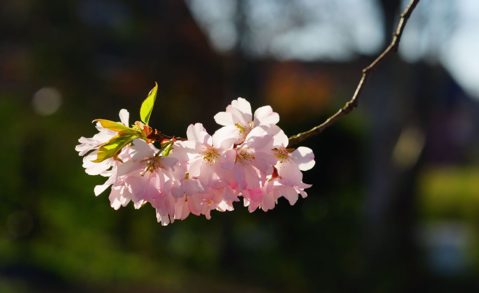 Sony a99 II + Minolta AF 100mm F2.8 Macro [New] sample photo. Cherry blossom, japanese cherry photography