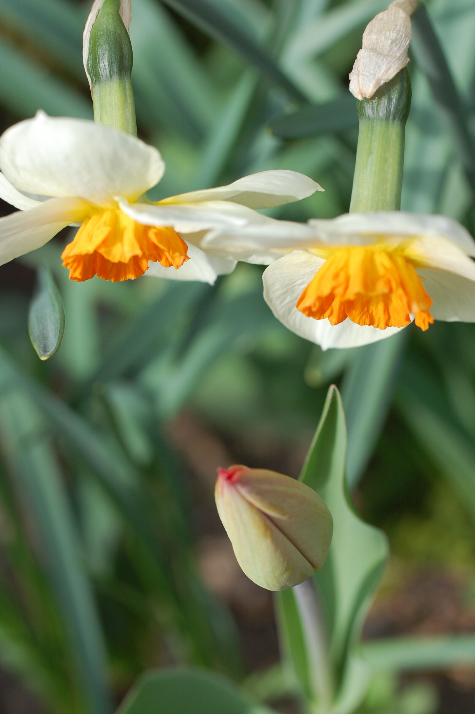Nikon D40 sample photo. Close, up, family, flowers photography