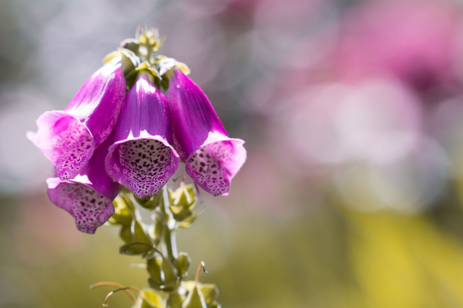 Nikon D7100 sample photo. Thimble, common foxglove, flower photography