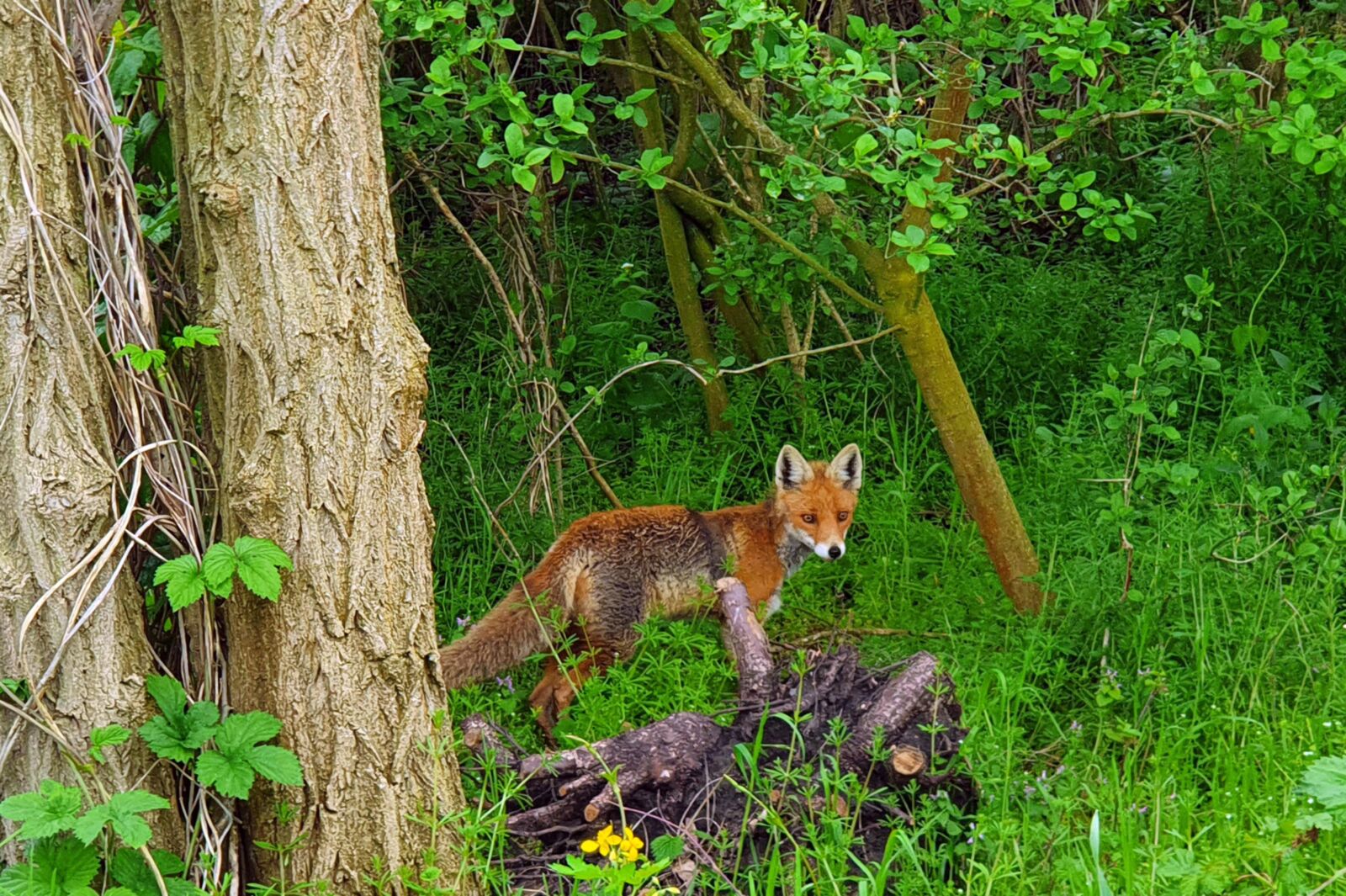 Samsung Galaxy S10 sample photo. Red fox, fuchs, predator photography