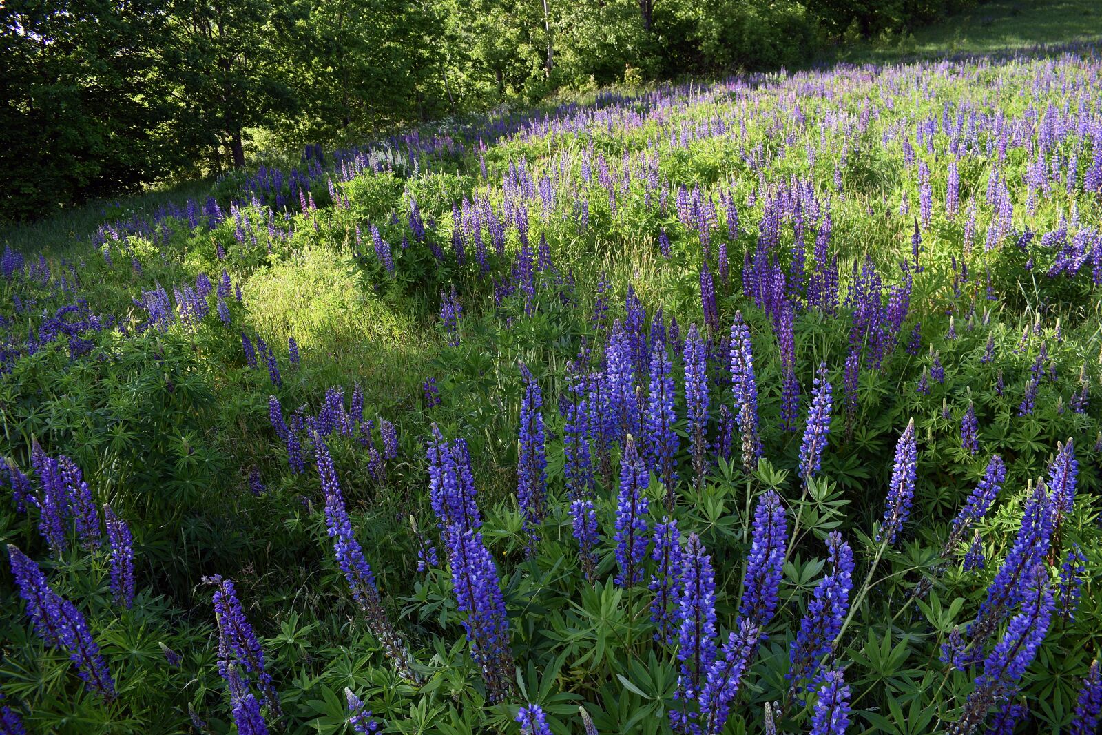 Nikon D3400 sample photo. Lupine, field, flower photography