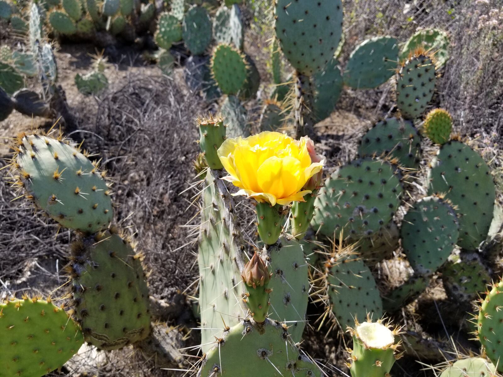 Samsung Galaxy S8+ sample photo. Prickly pear, cactus, flower photography