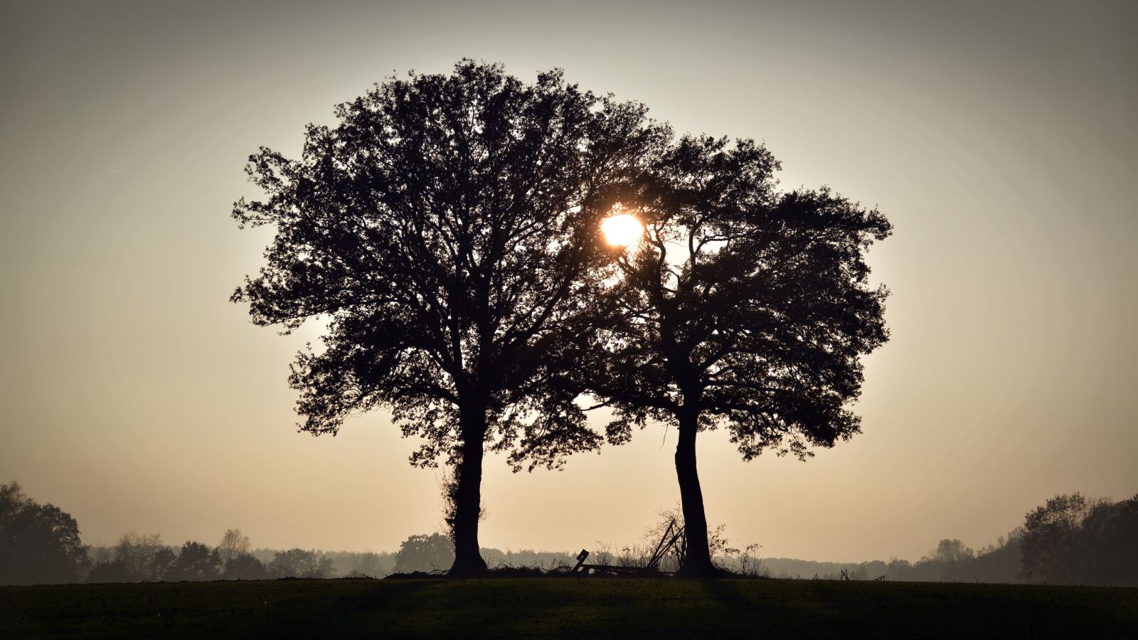 Nikon D5200 sample photo. Trees, sunset, silhouette photography