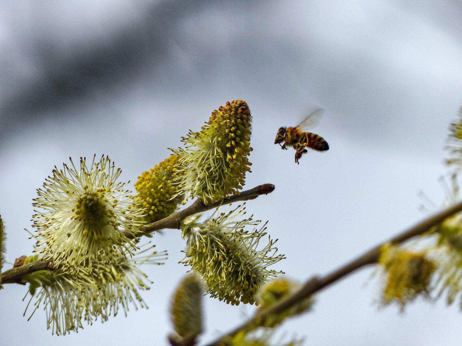 Panasonic Lumix DMC-FZ200 sample photo. Bee, spring, blossom photography