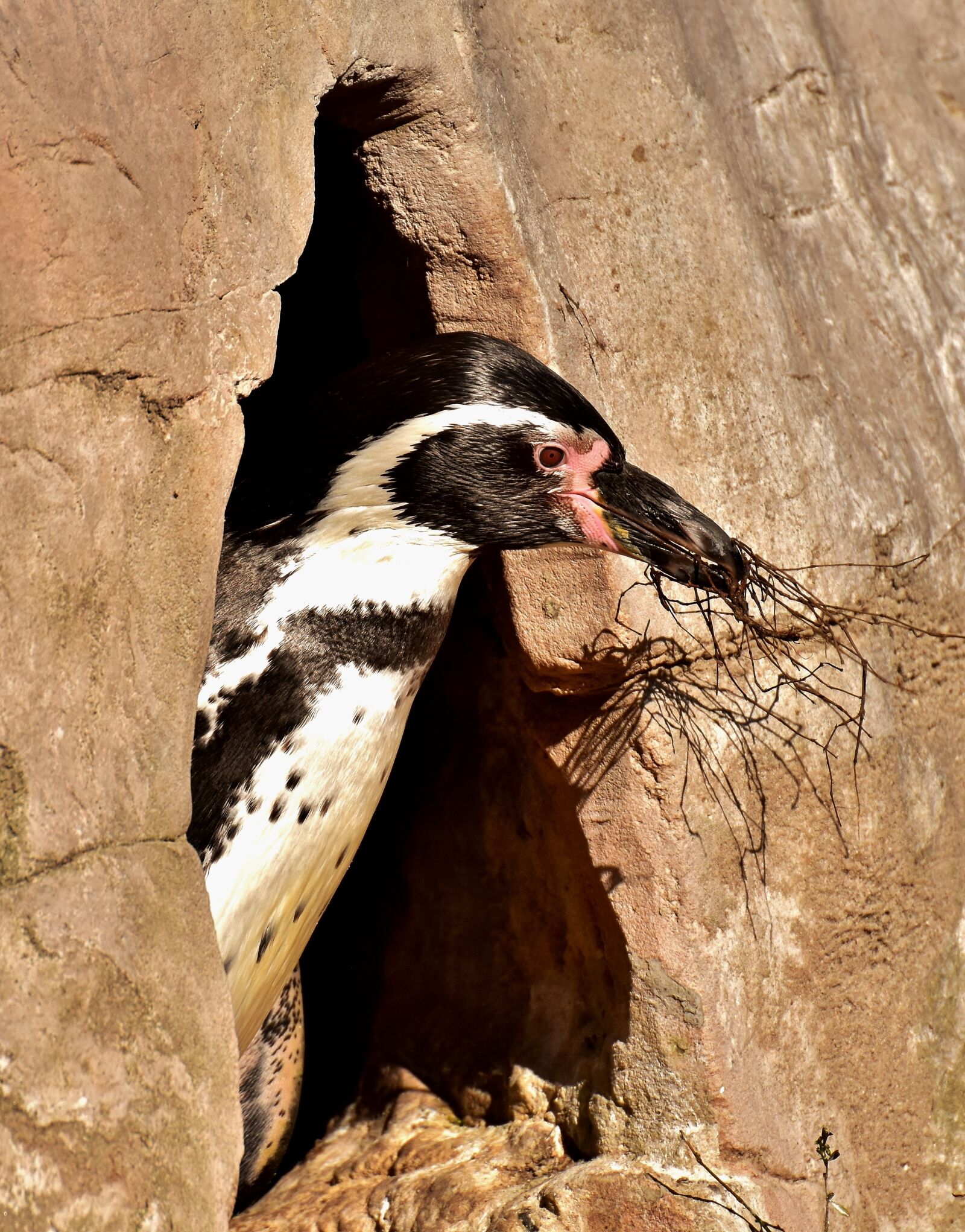 Nikon D7200 sample photo. Penguin, animal, nest building photography
