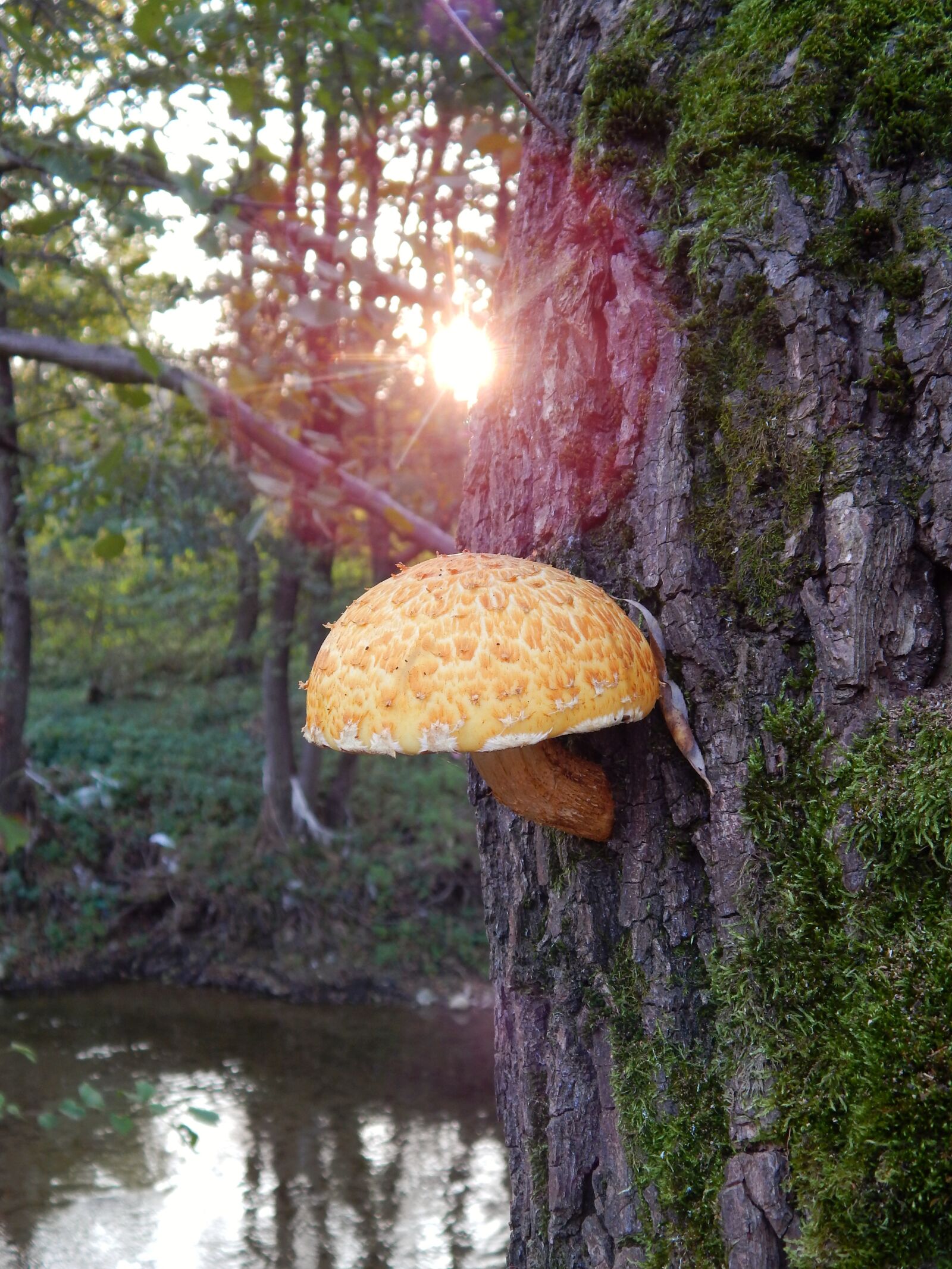 Nikon Coolpix L820 sample photo. Mushroom, tree, river photography