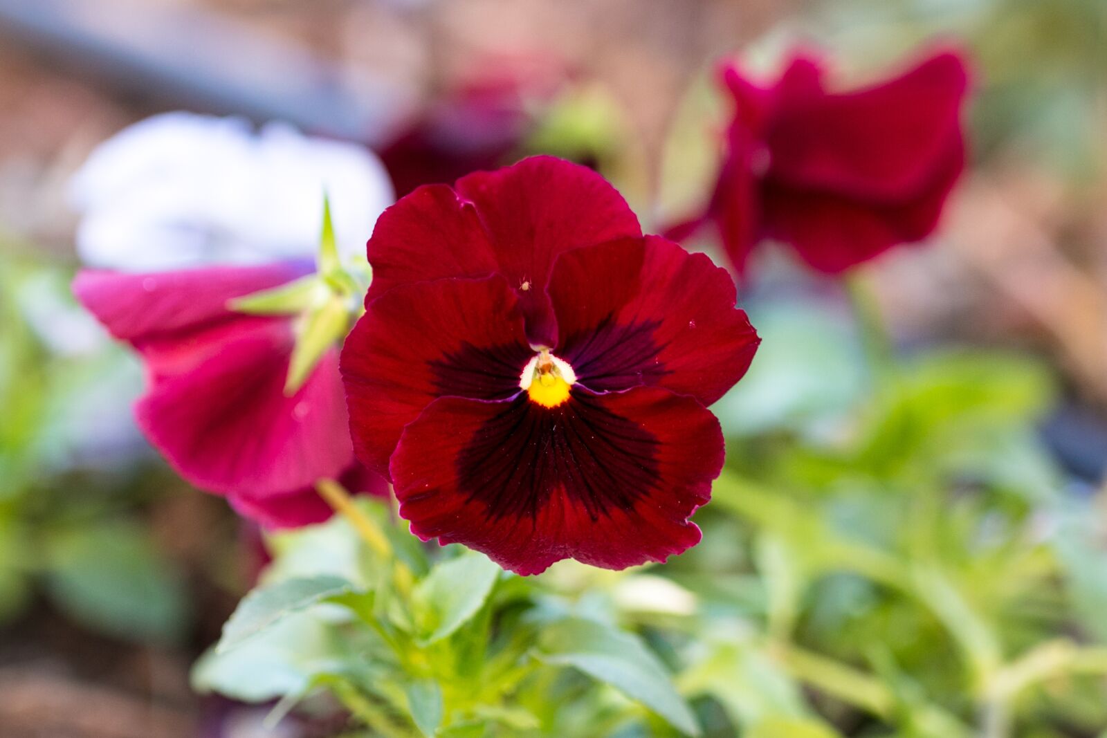 Canon EOS 70D sample photo. Thinking, flower, colors photography