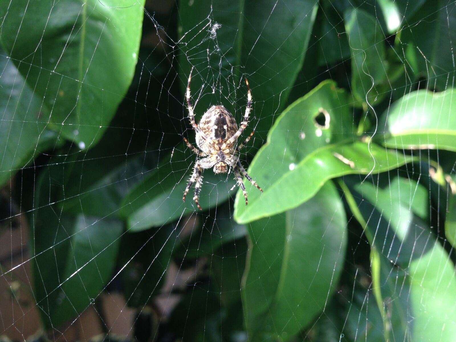 iPhone 5 back camera 4.12mm f/2.4 sample photo. Spider, cobweb, arachnid photography