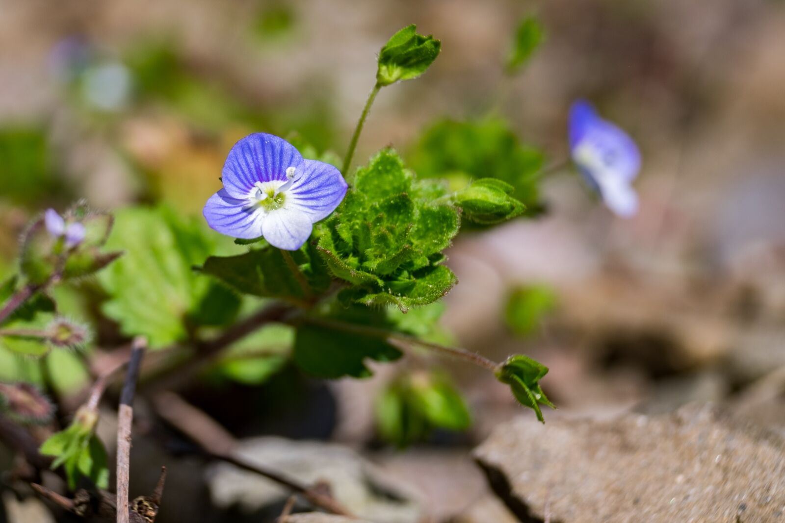 Fujifilm XF 55-200mm F3.5-4.8 R LM OIS sample photo. Flower, blue, meadow photography