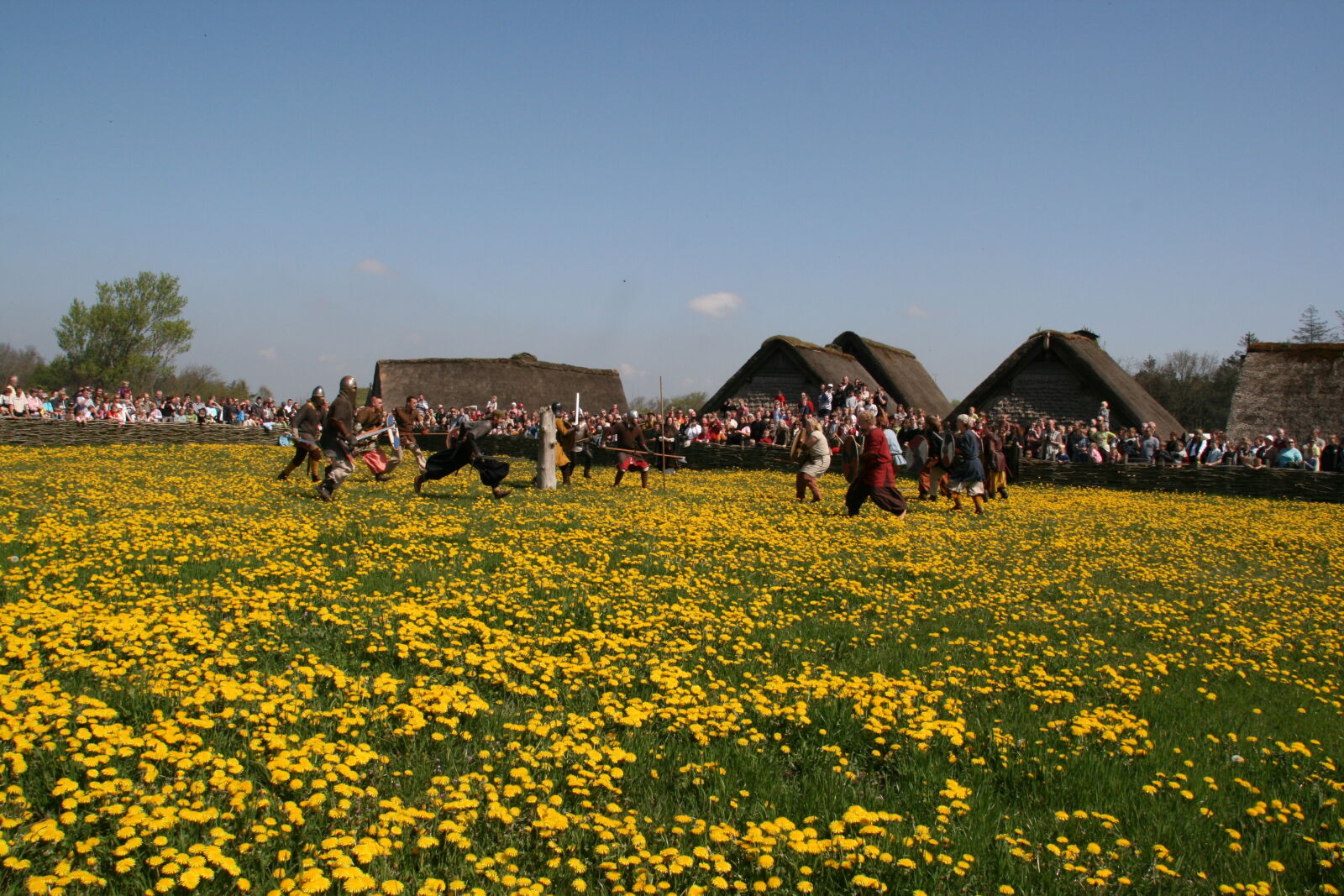 Sigma 18-200mm f/3.5-6.3 DC OS sample photo. Agriculture, cropland, dandelion, daylight photography