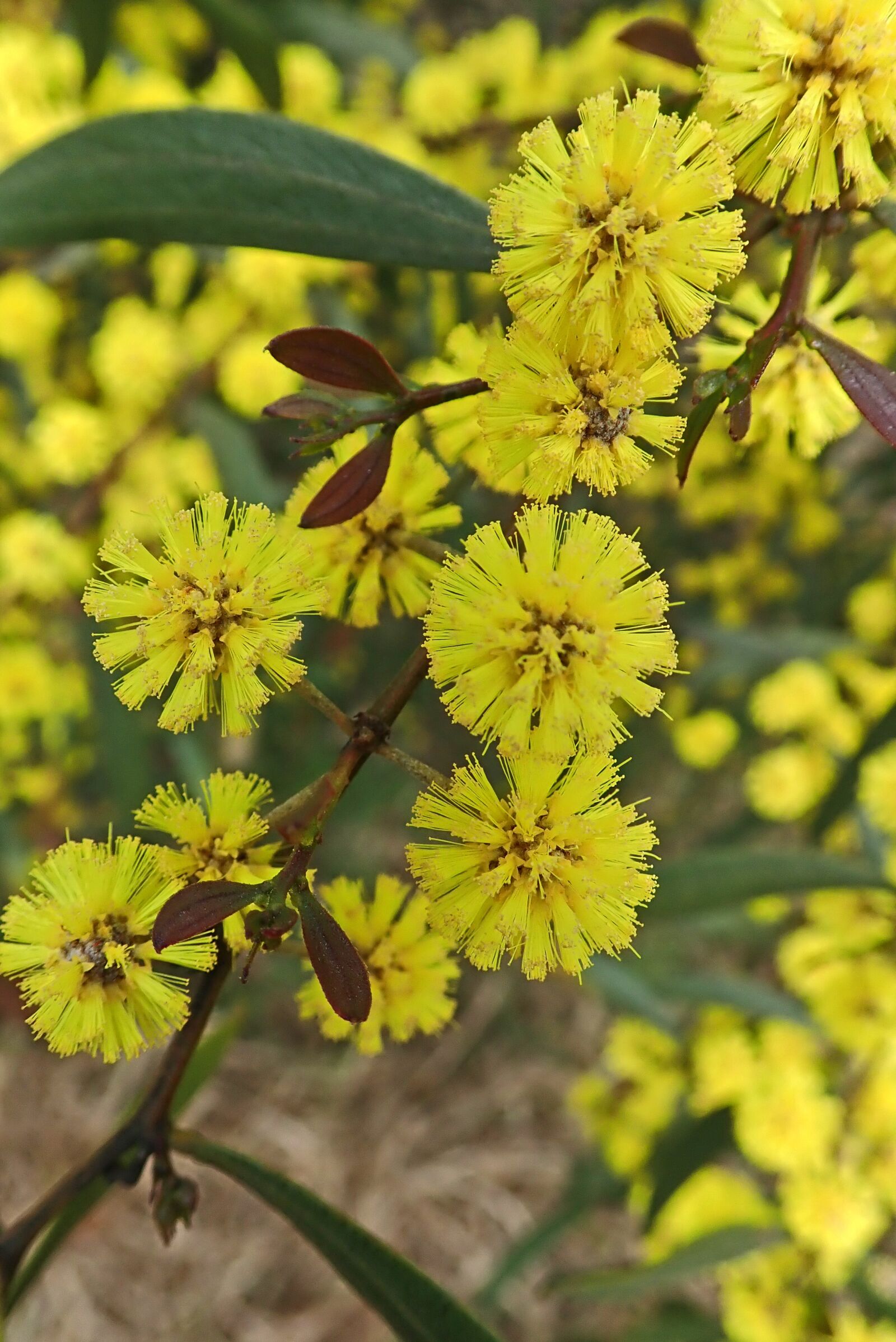 Olympus TG-5 sample photo. Wattle, flower, spring photography